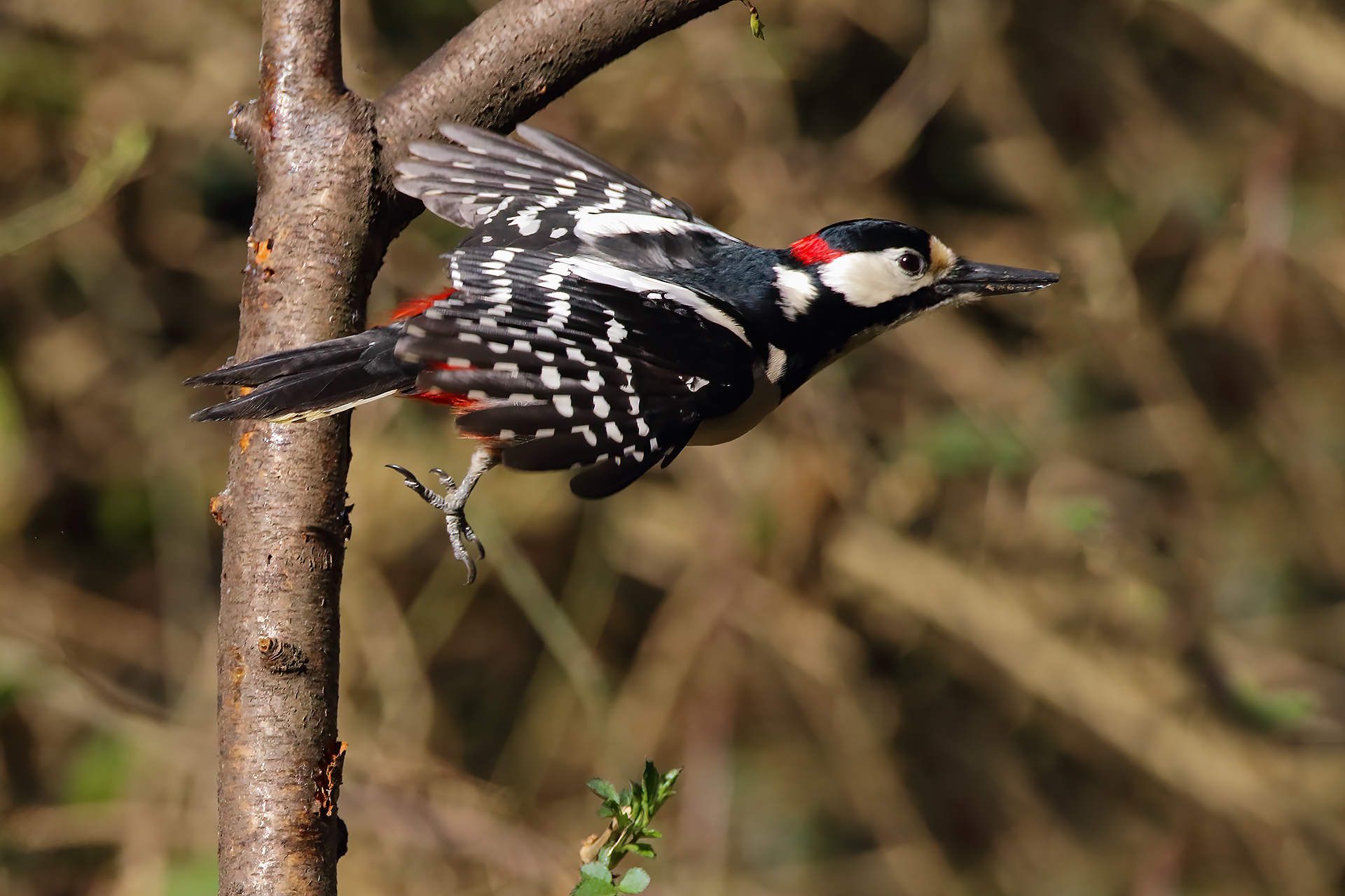 red woodpecker ...