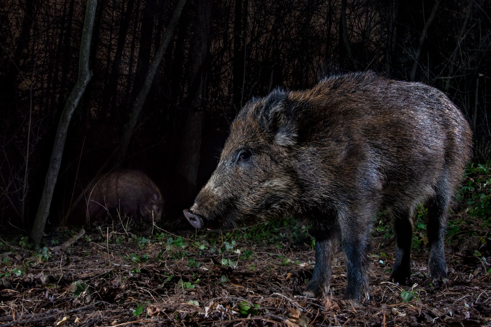 Wild boar...