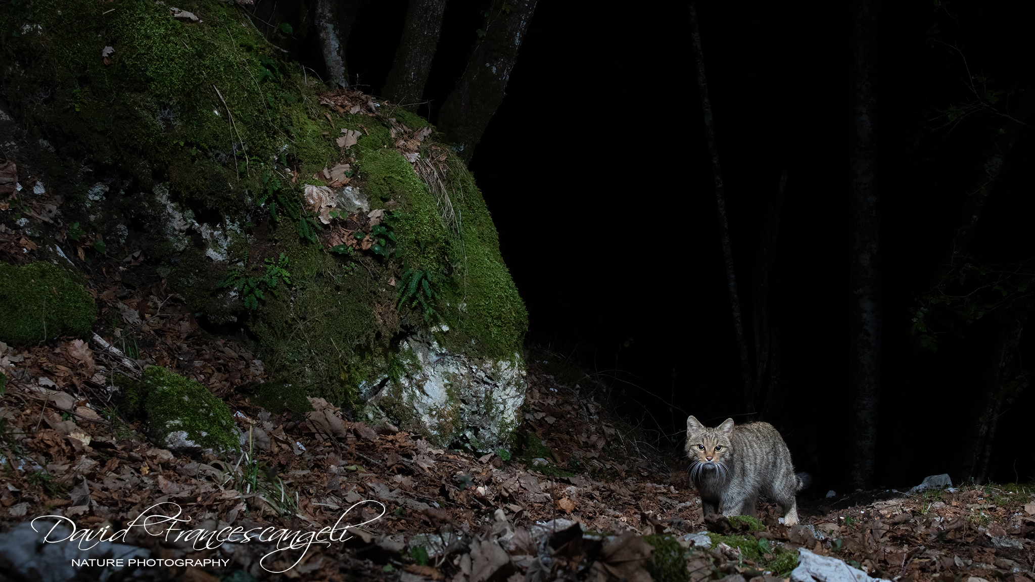 Things happen at night.....  Felis silvestris from Umbria...