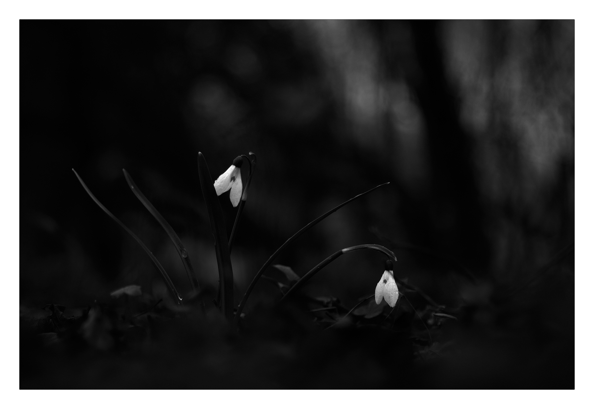 Snowdrops without snow...