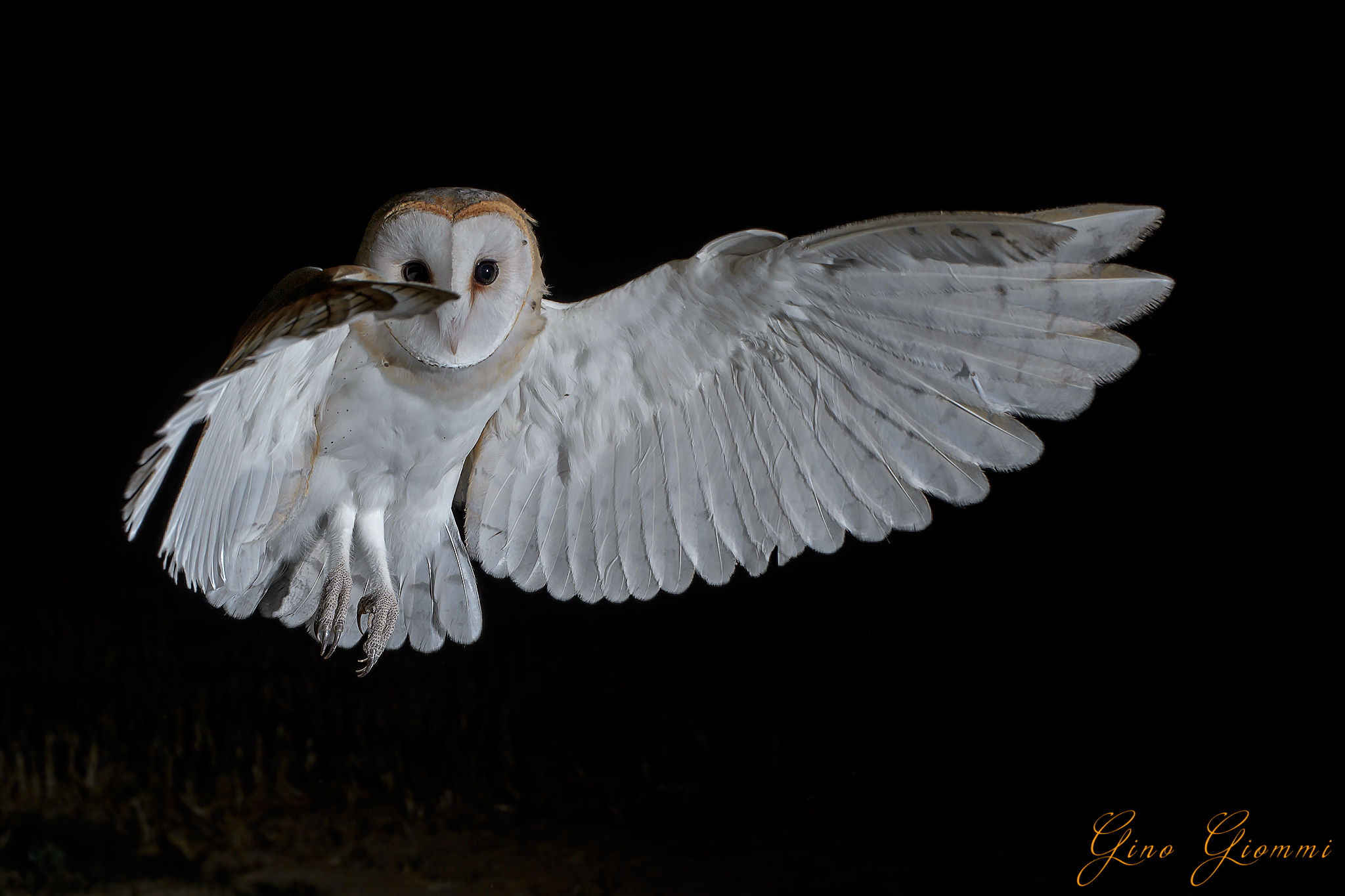 The Ghost of the Night - Barn owls ...