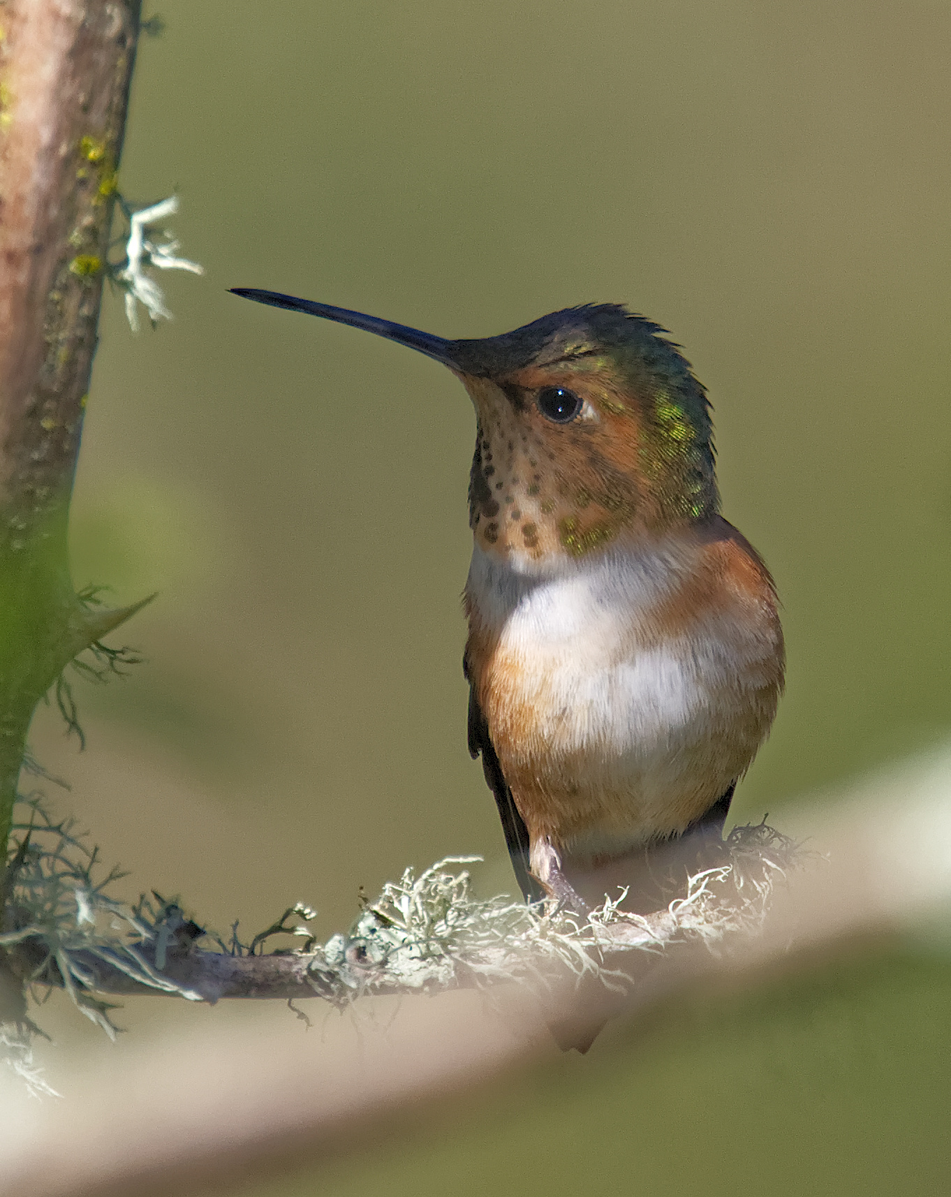 Rufous Hummingbird, Selasphorus rufus feminam...