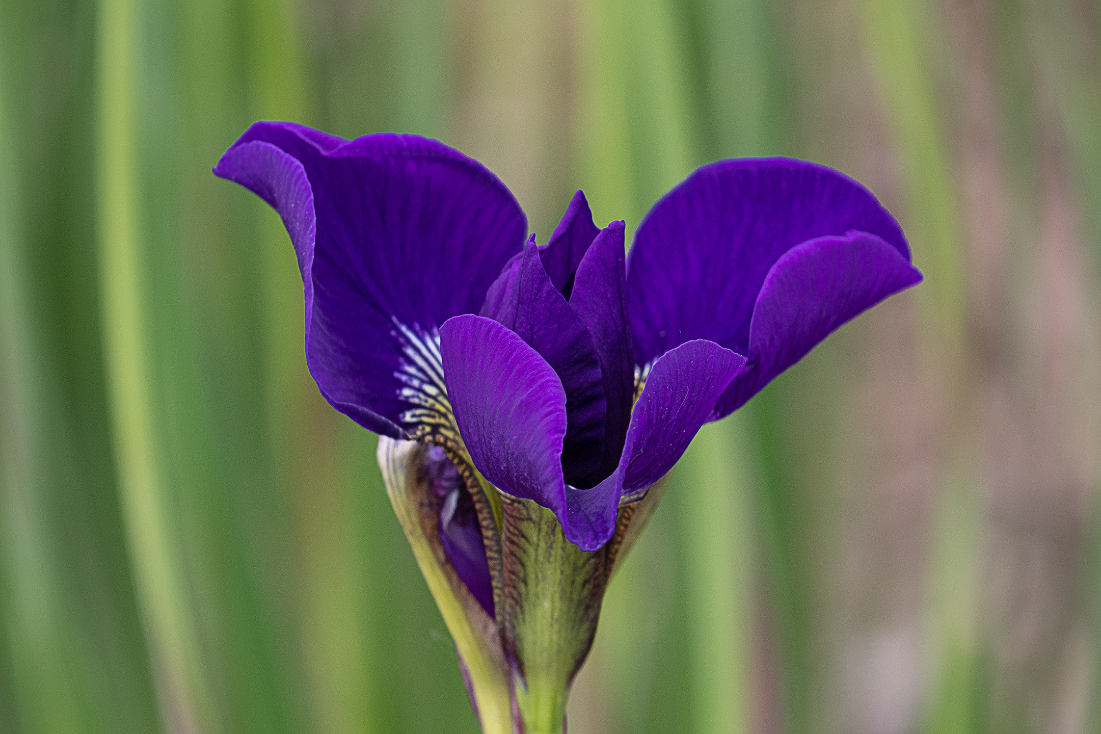 Purple Iris....
