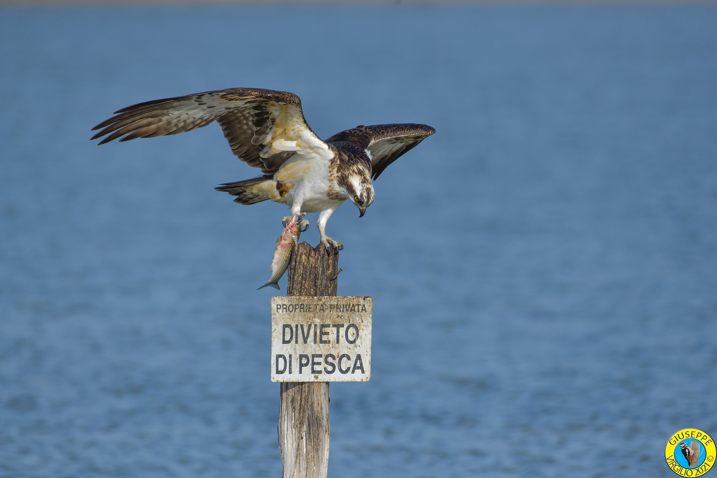 Falco Pescatore (Sardegna) 2021...