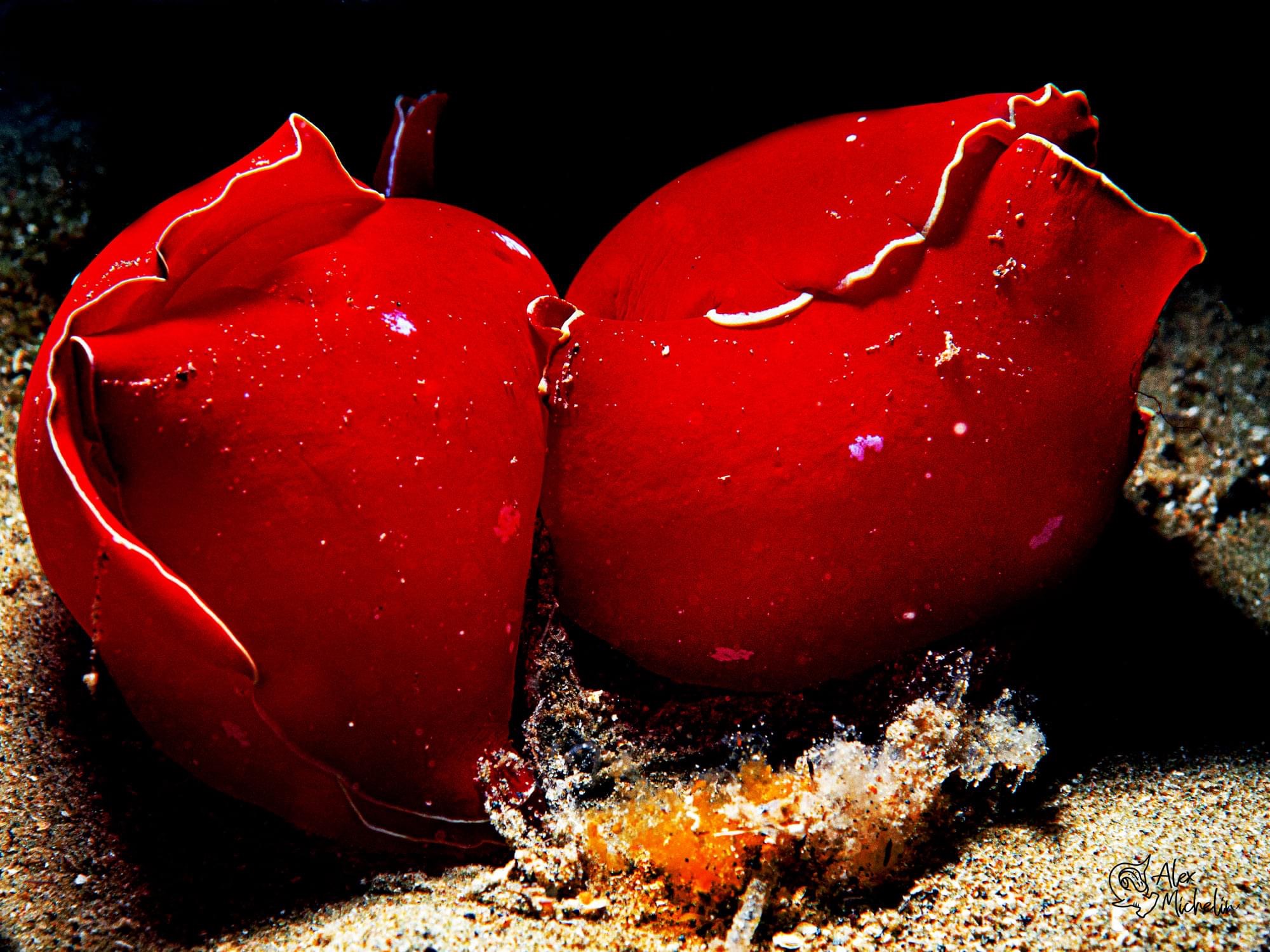 I tulipani subacquei (Gastropteron rubrum )...