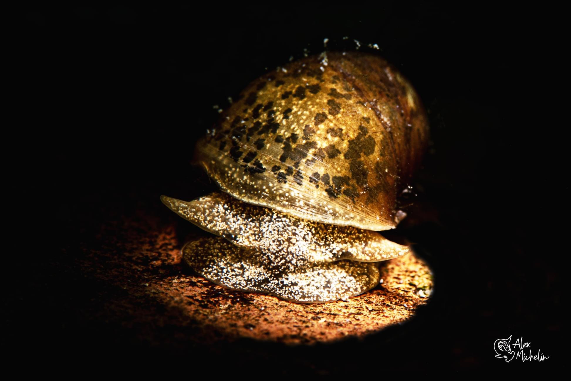 Golden snail ...