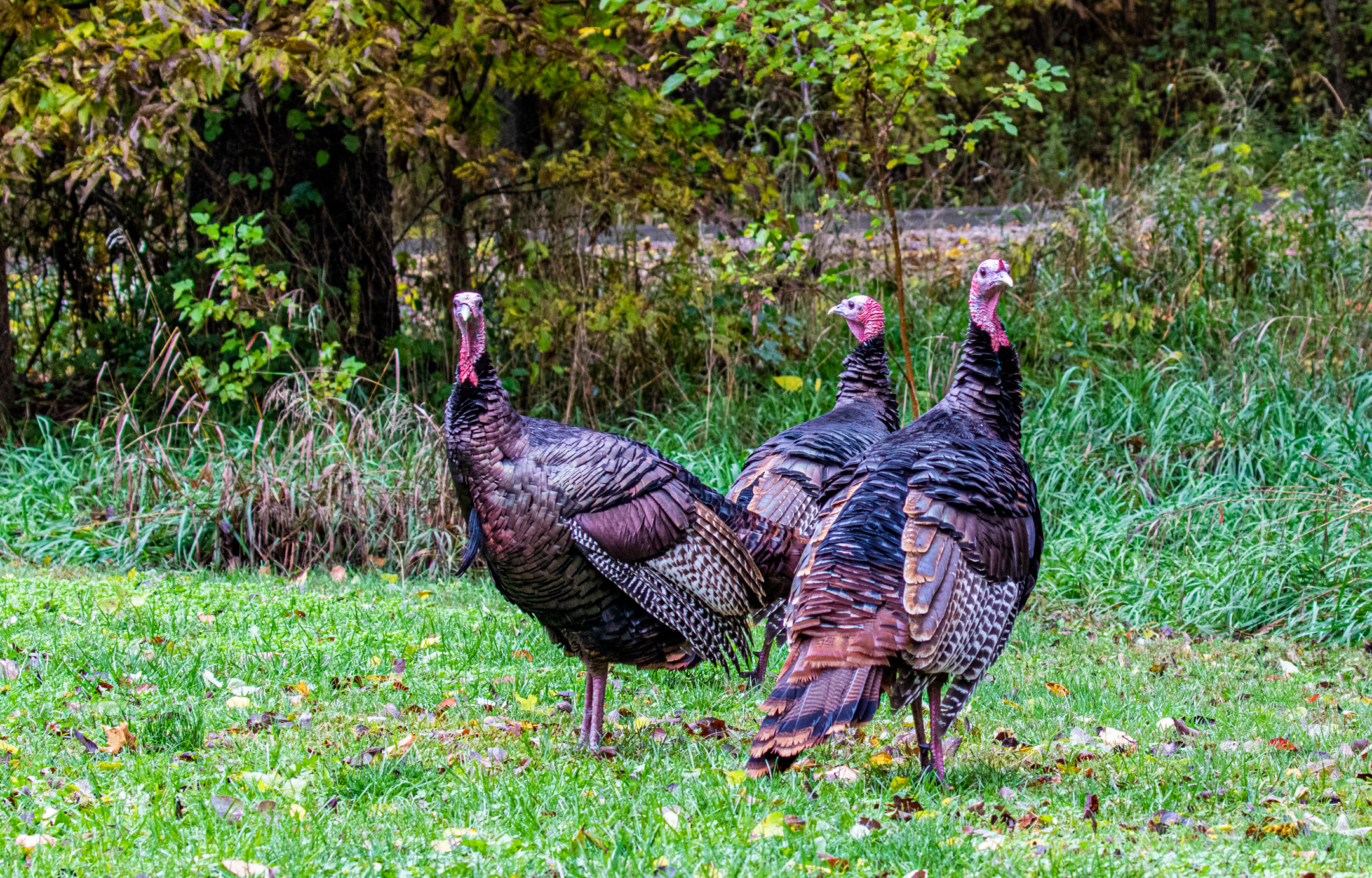 Wild Turkeys, Roaming National Park....