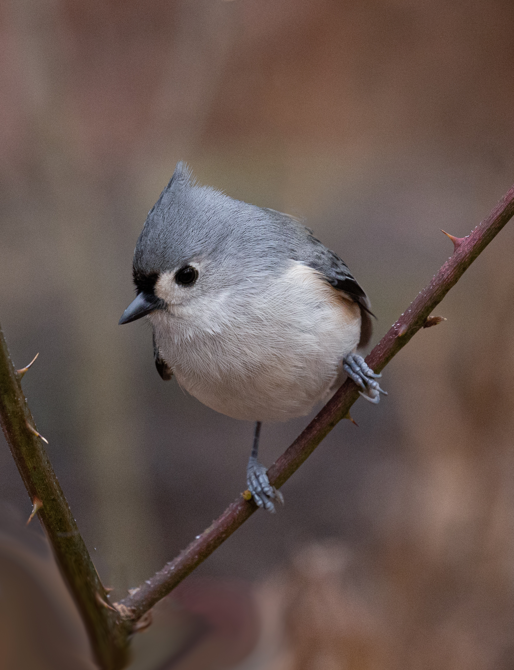 Tufted Titmouse....