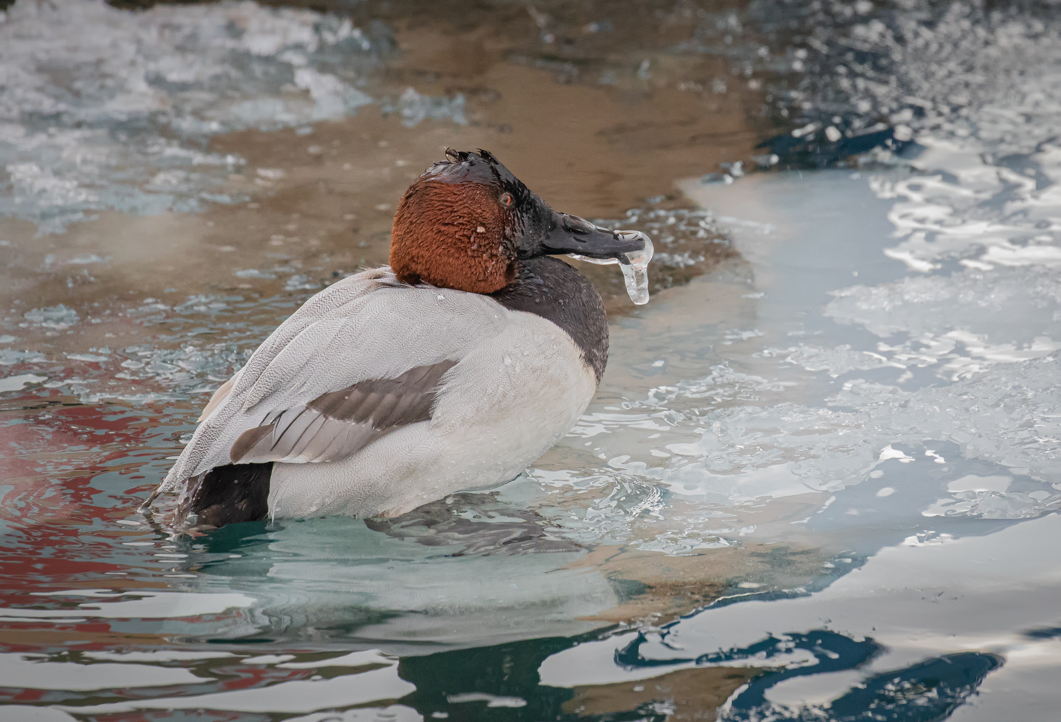 Canvasback Duck,waiting for warmer weather....