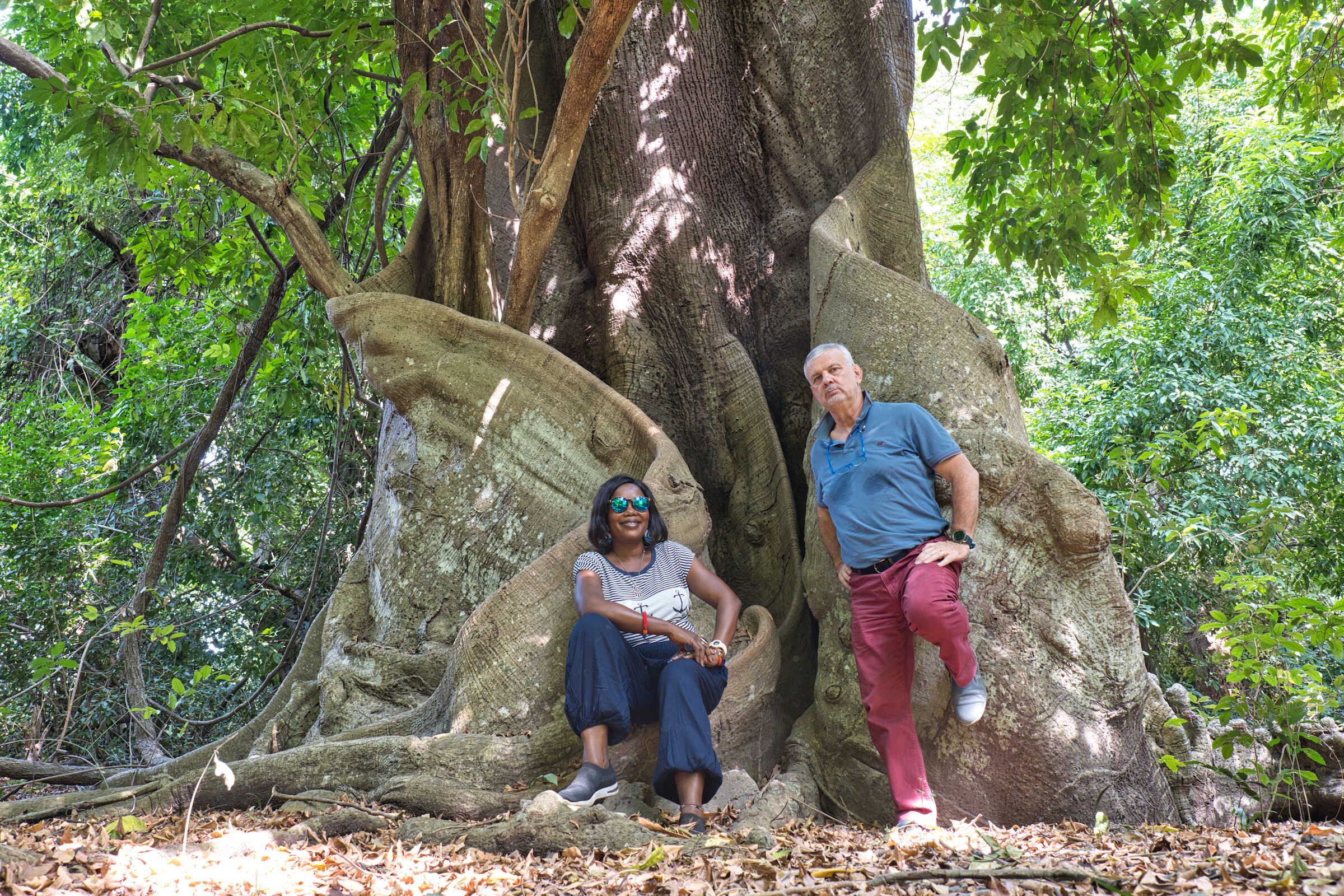 Kapokiers Trees (Ceiba pentandra)...