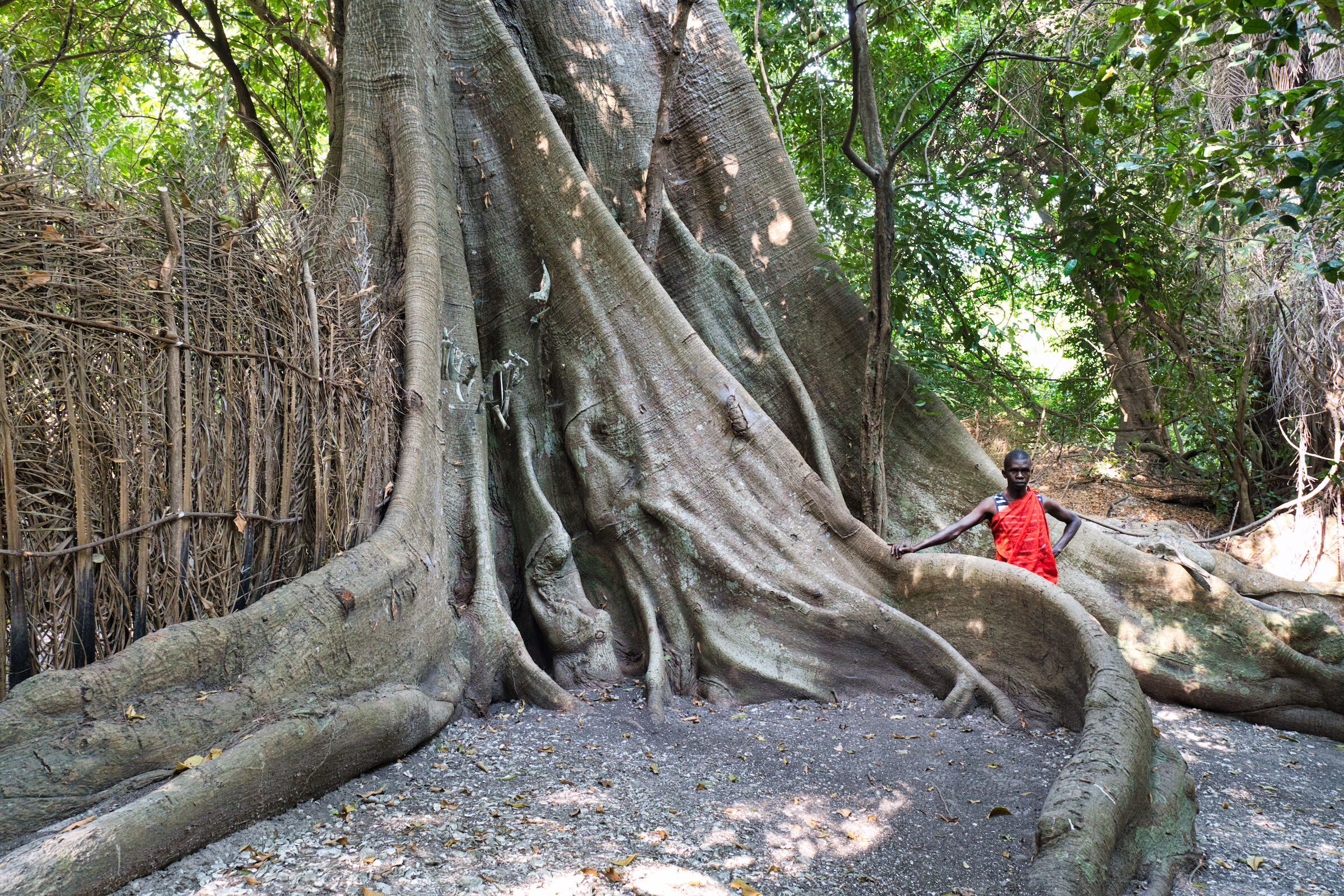 Kapokiers Trees (Ceiba pentandra)...
