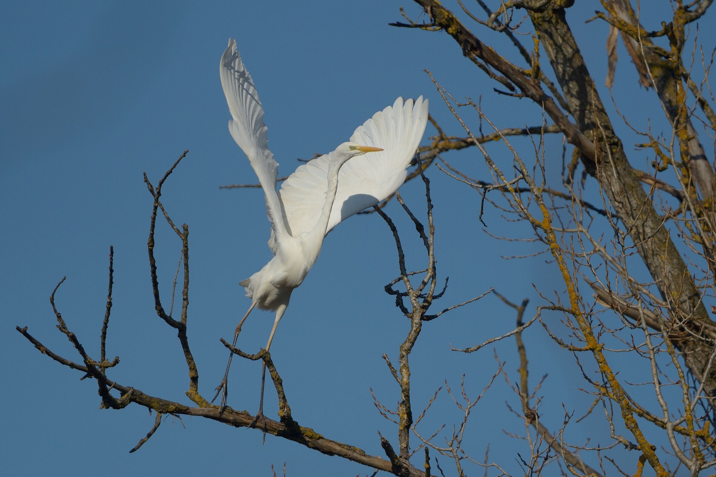 Major White Heron (Casmerodius albus)...