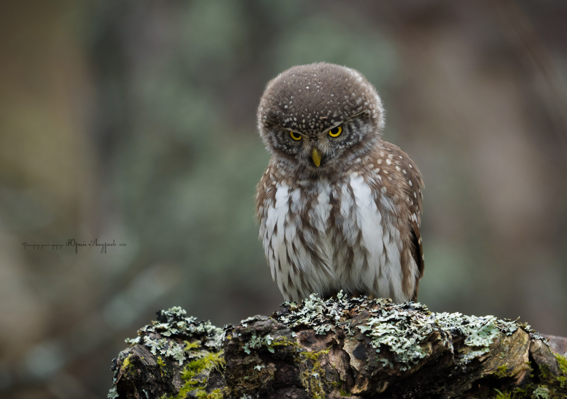 Eurasian Pygmy-Owl...