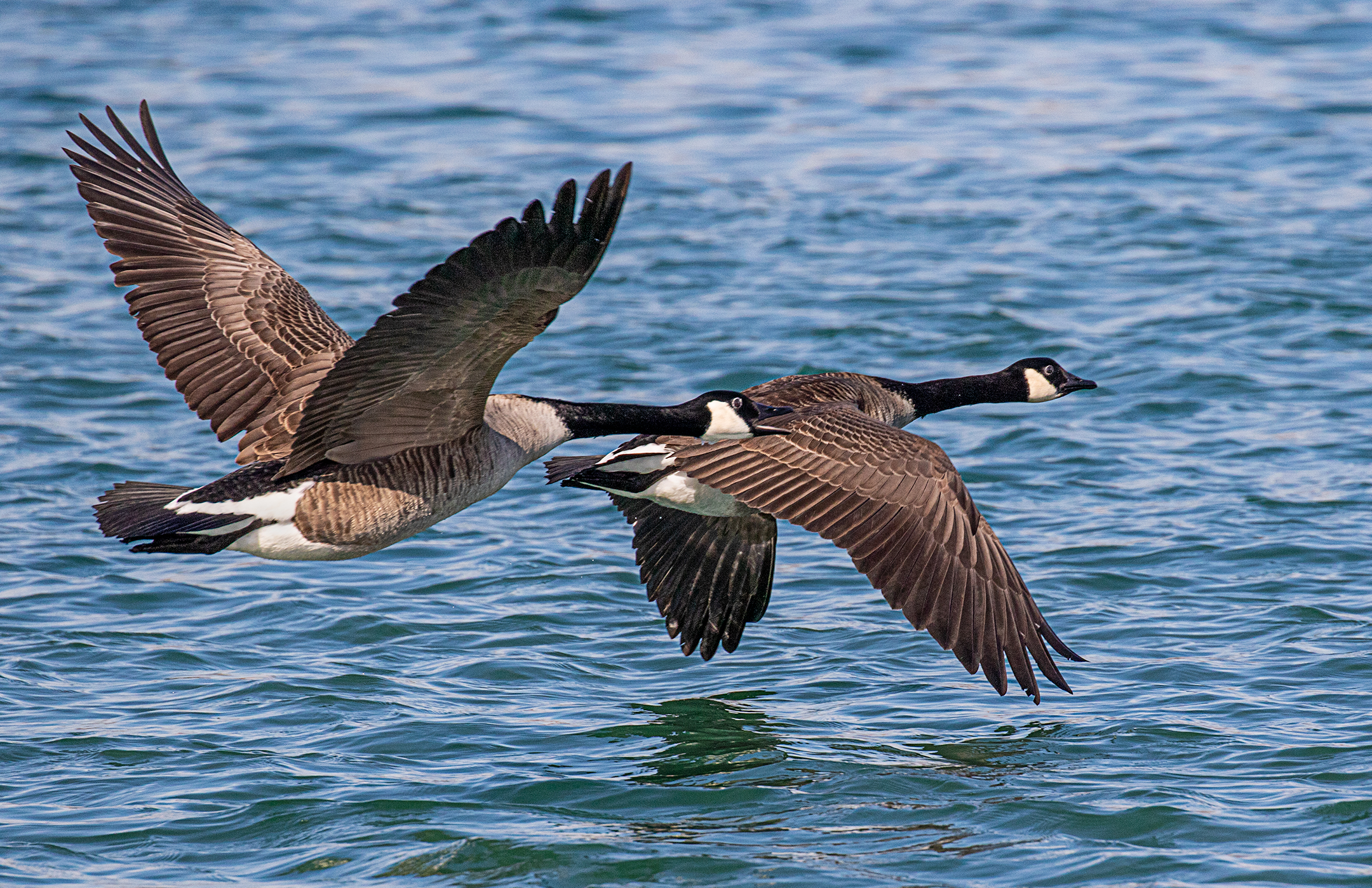 Pair of Canadian Geese....