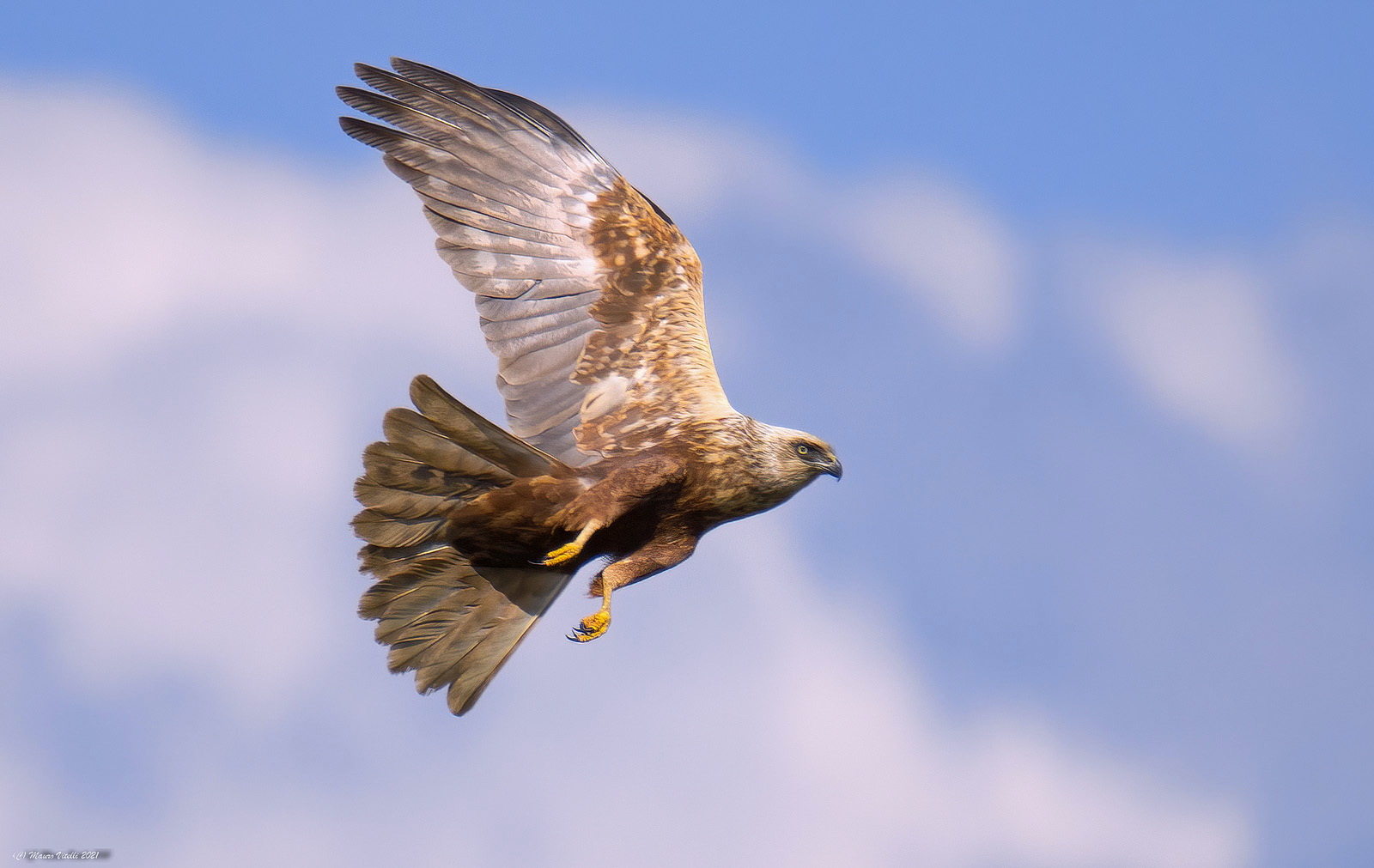 Falco di palude (Circus aeruginosus) maschio...