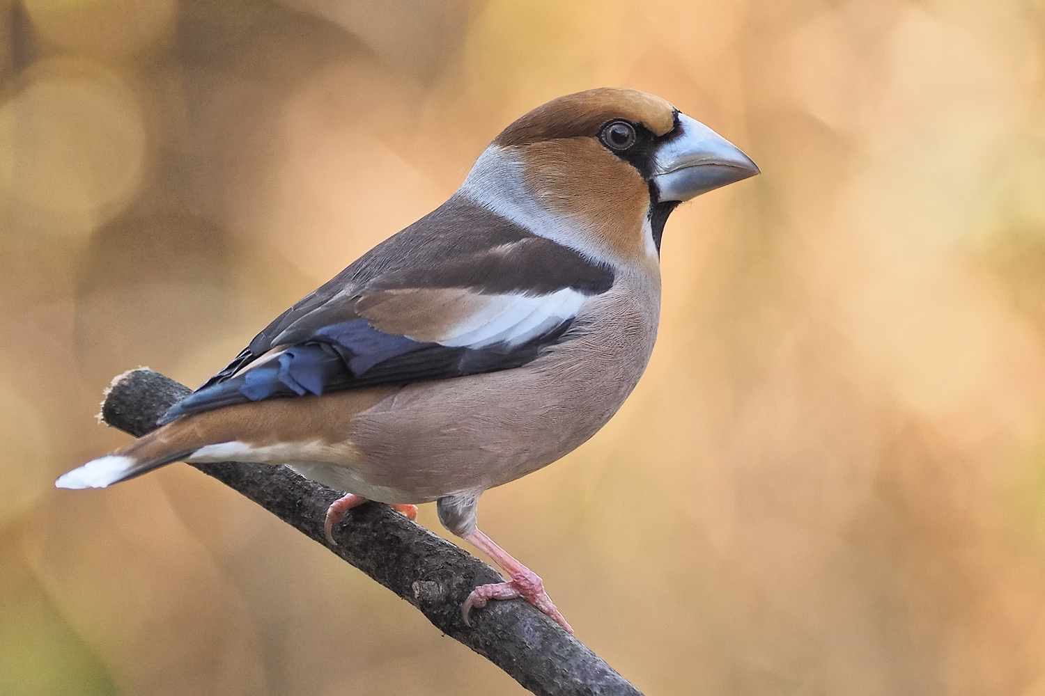 hawfinch (coccothraustes coccothraustes)...