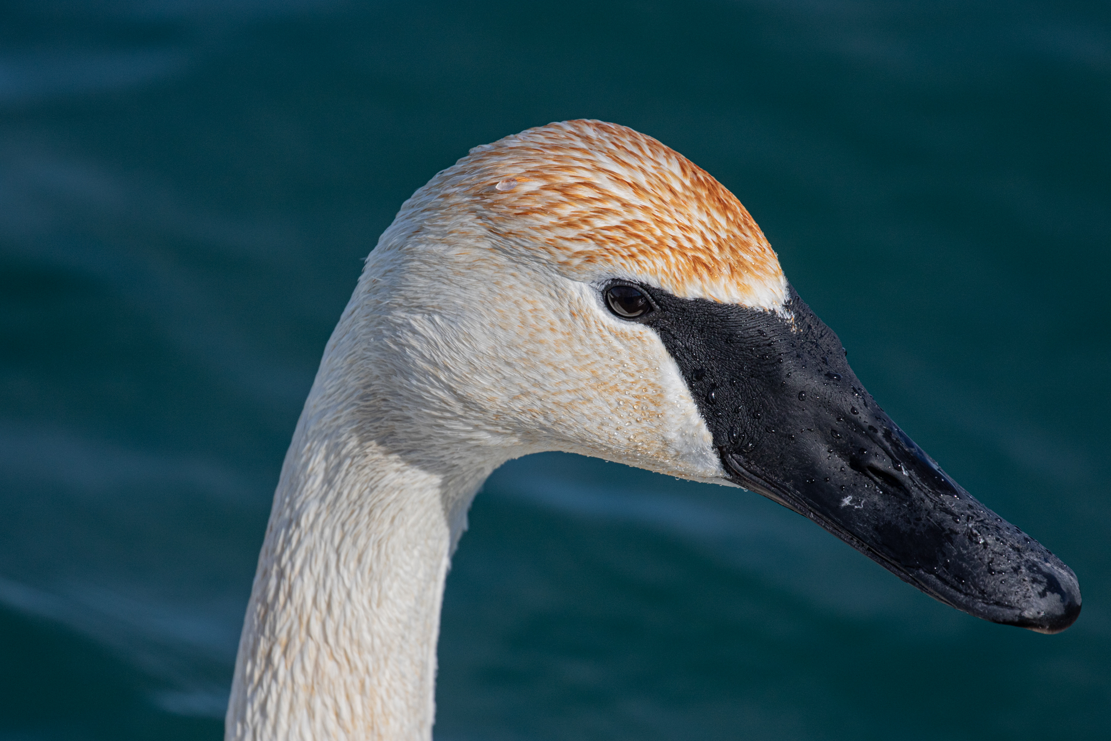 Portrait of a Trumpeter Swan...