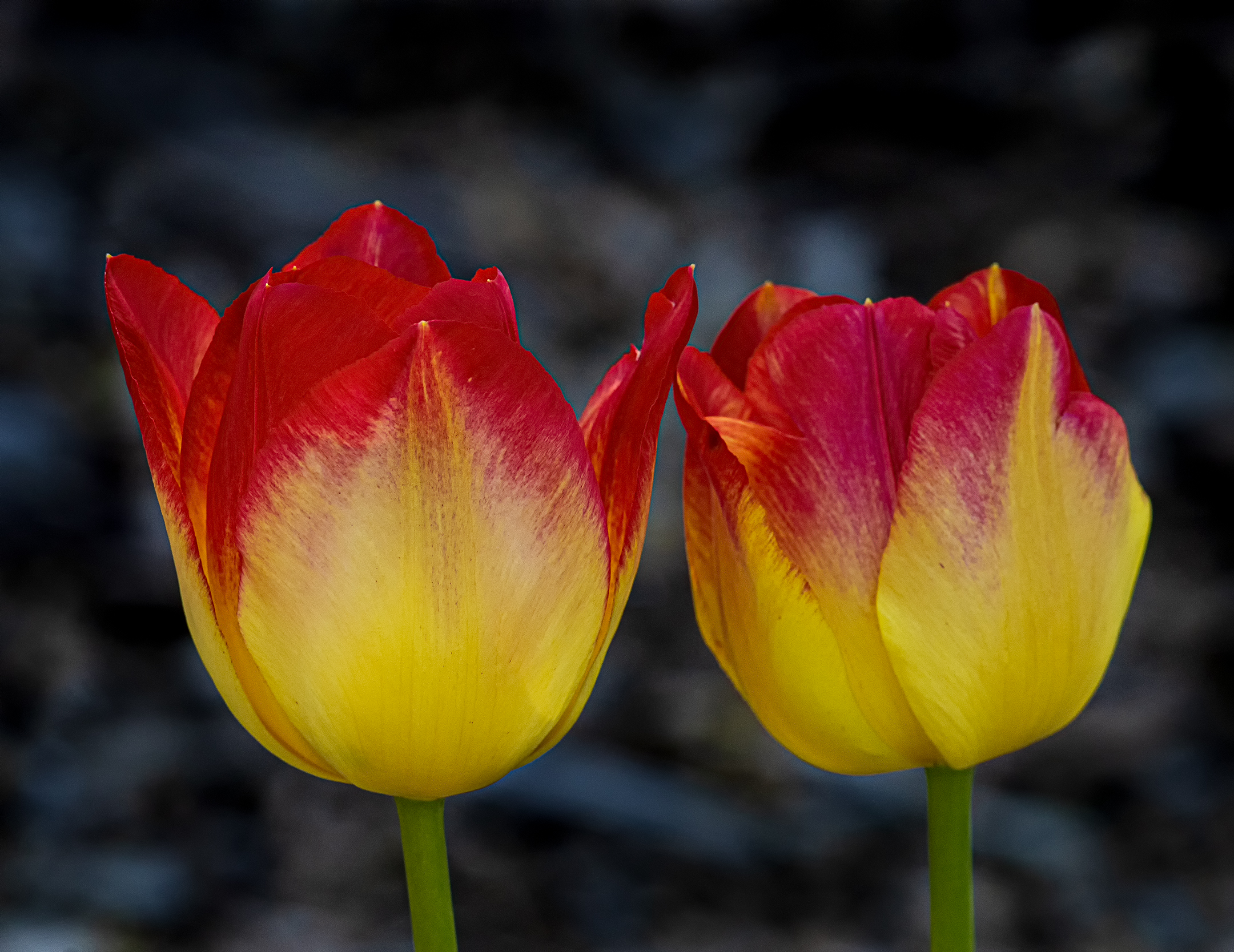 Tulips in the afternoon....