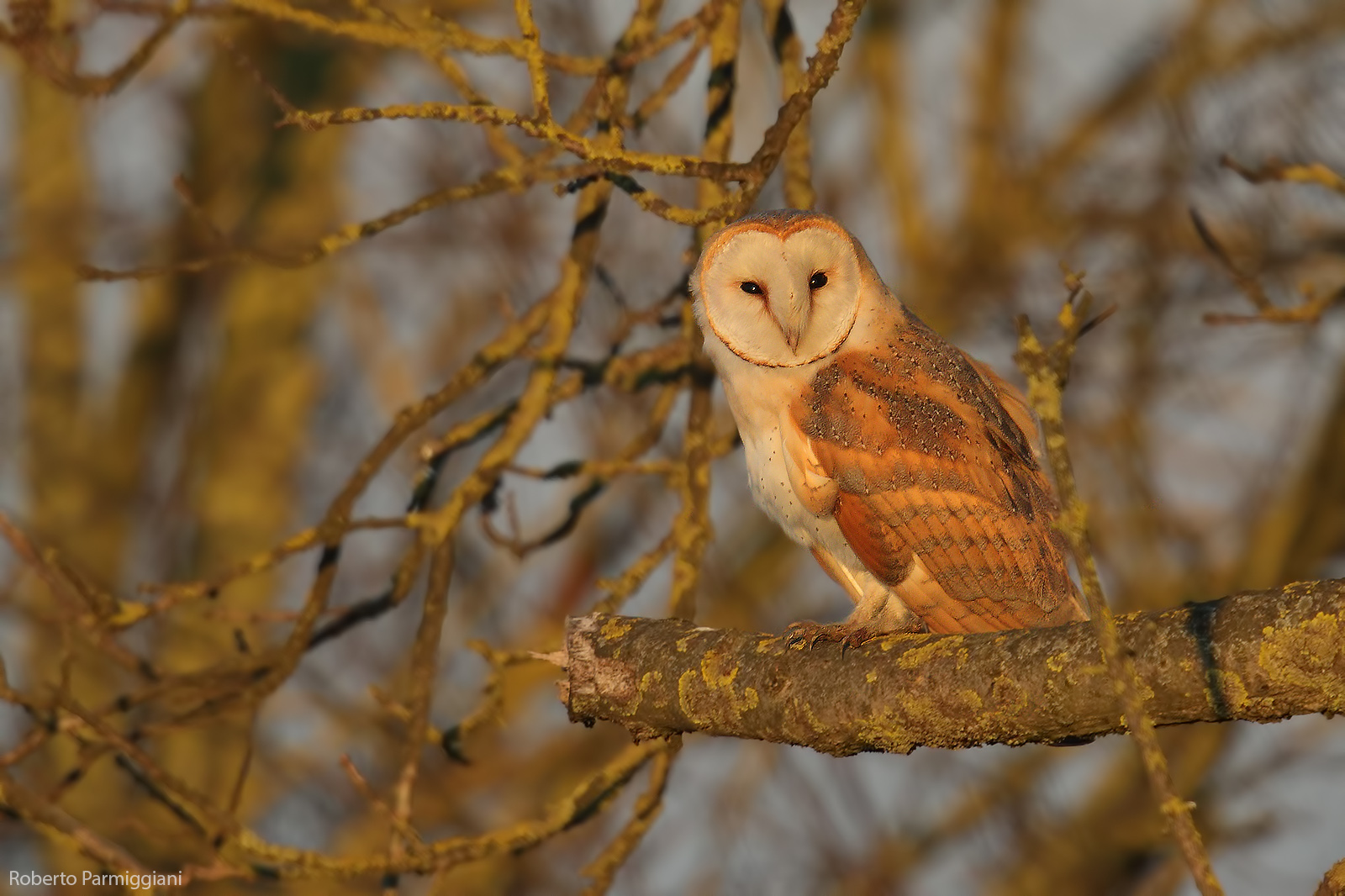 The camouflage of the barn owl...