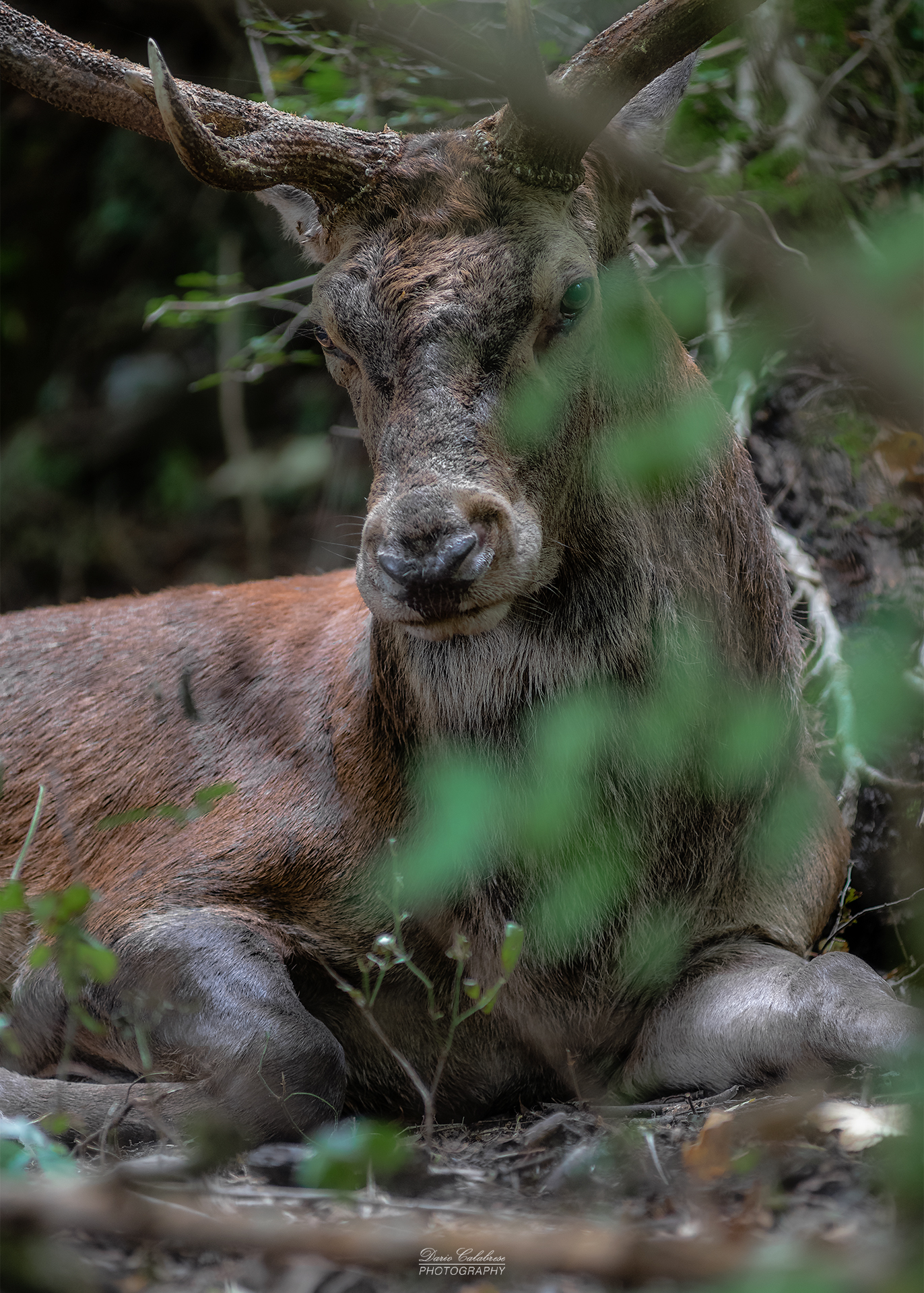 Elaph's deer...