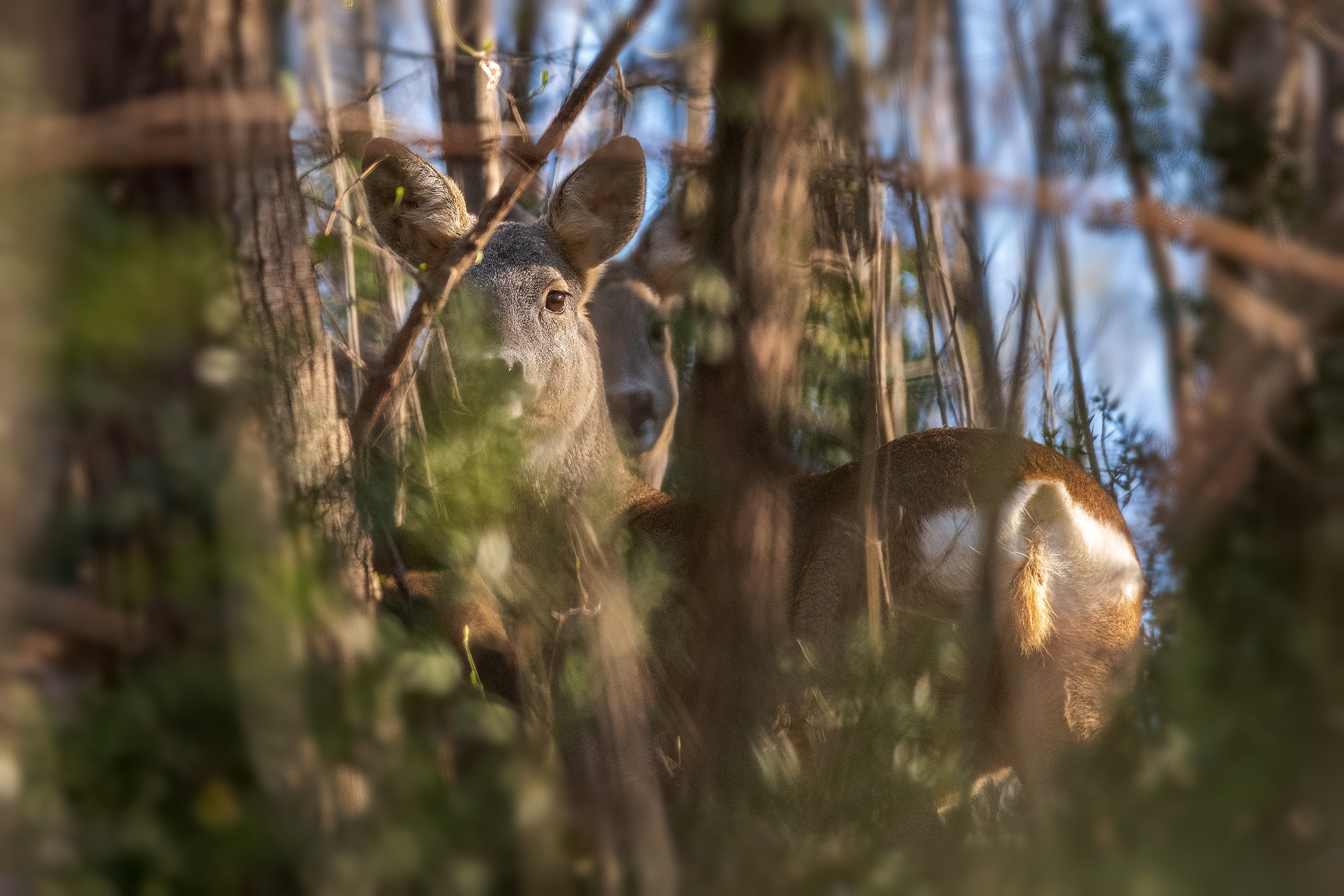 Roe deer in the beech garden!...