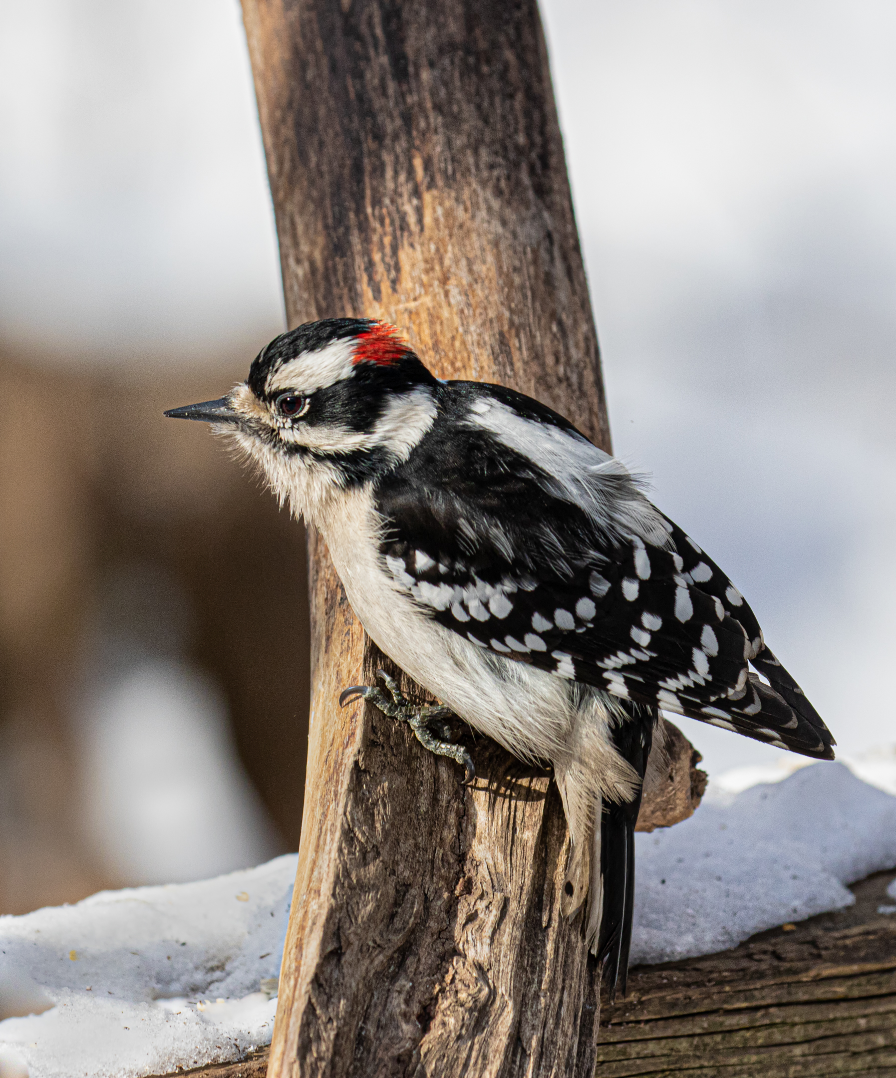 Downy Woodpecker in the Snow....