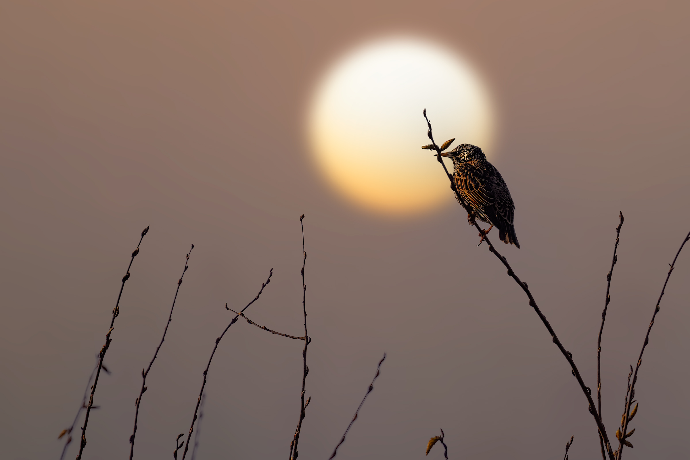Starling at sunset...