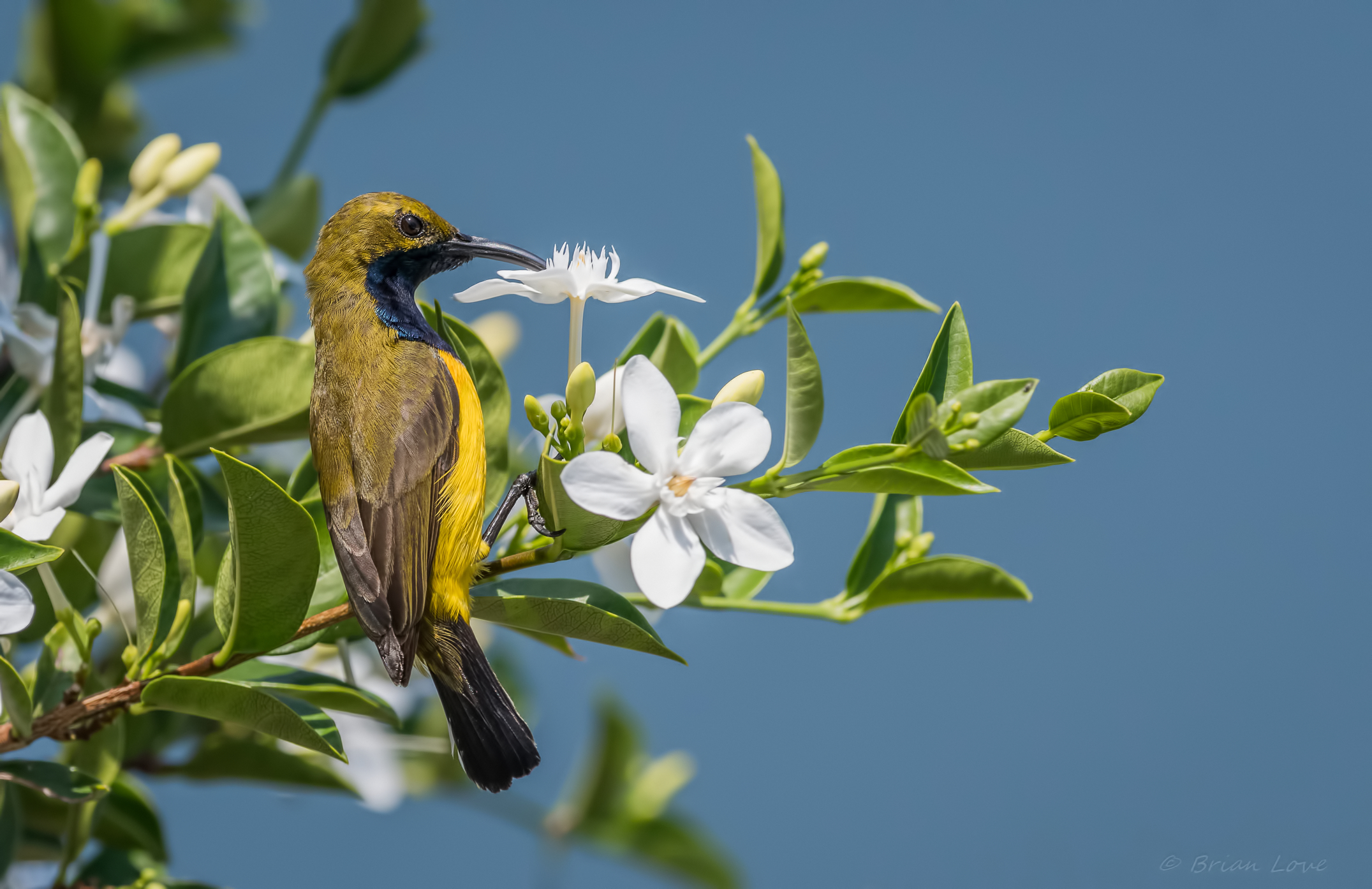 Uccello solare dal dorsi di oliva (Cinnyris jugularis)...