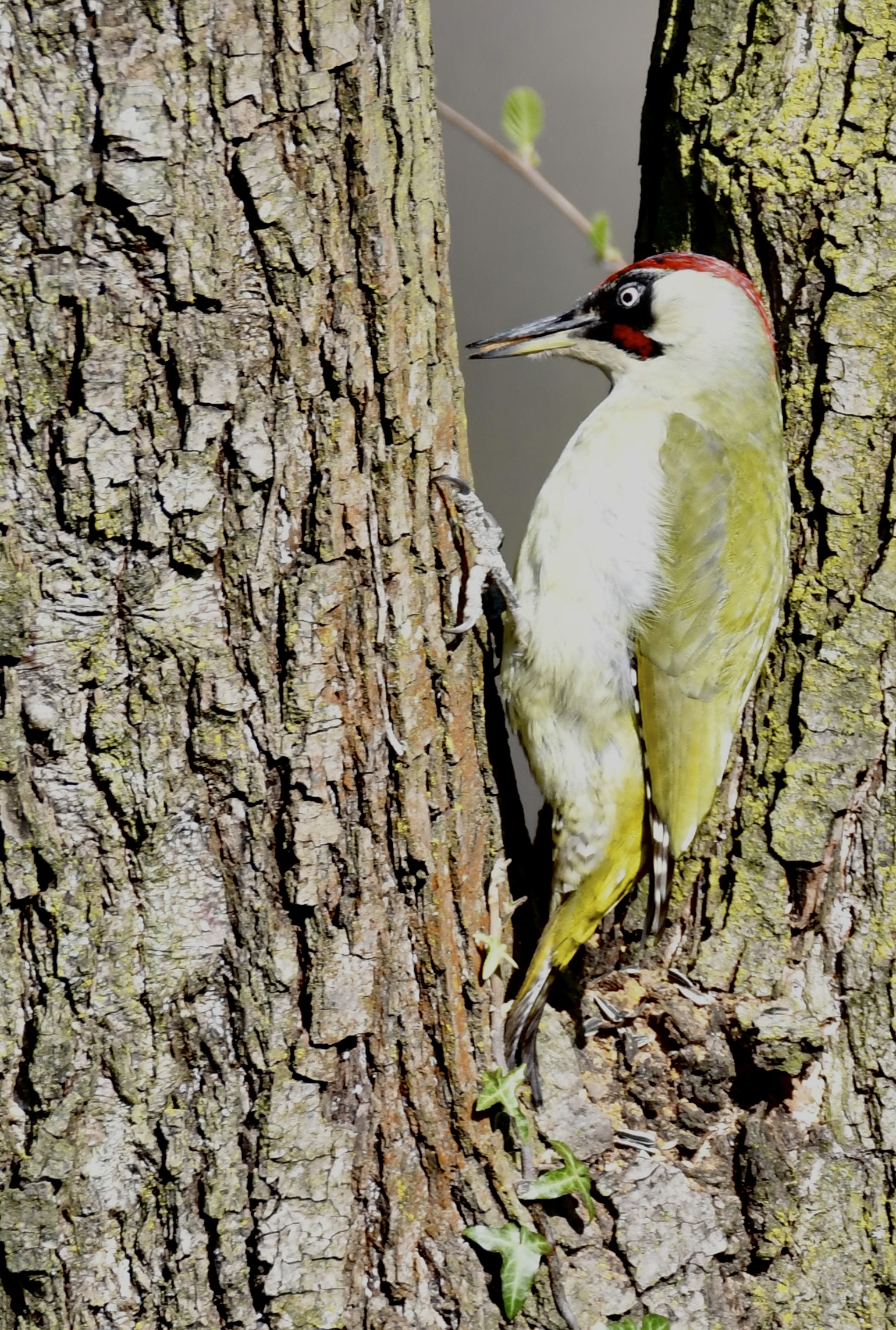 Green woodpecker...