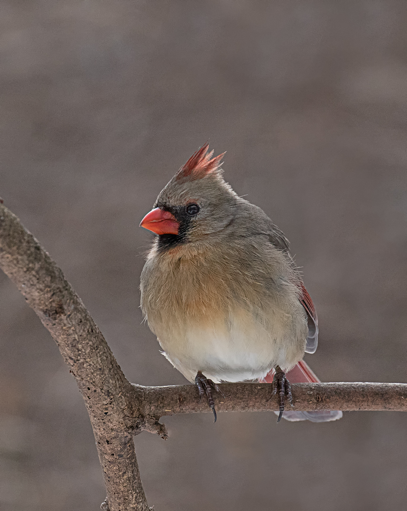 Female Northern Cardinal....