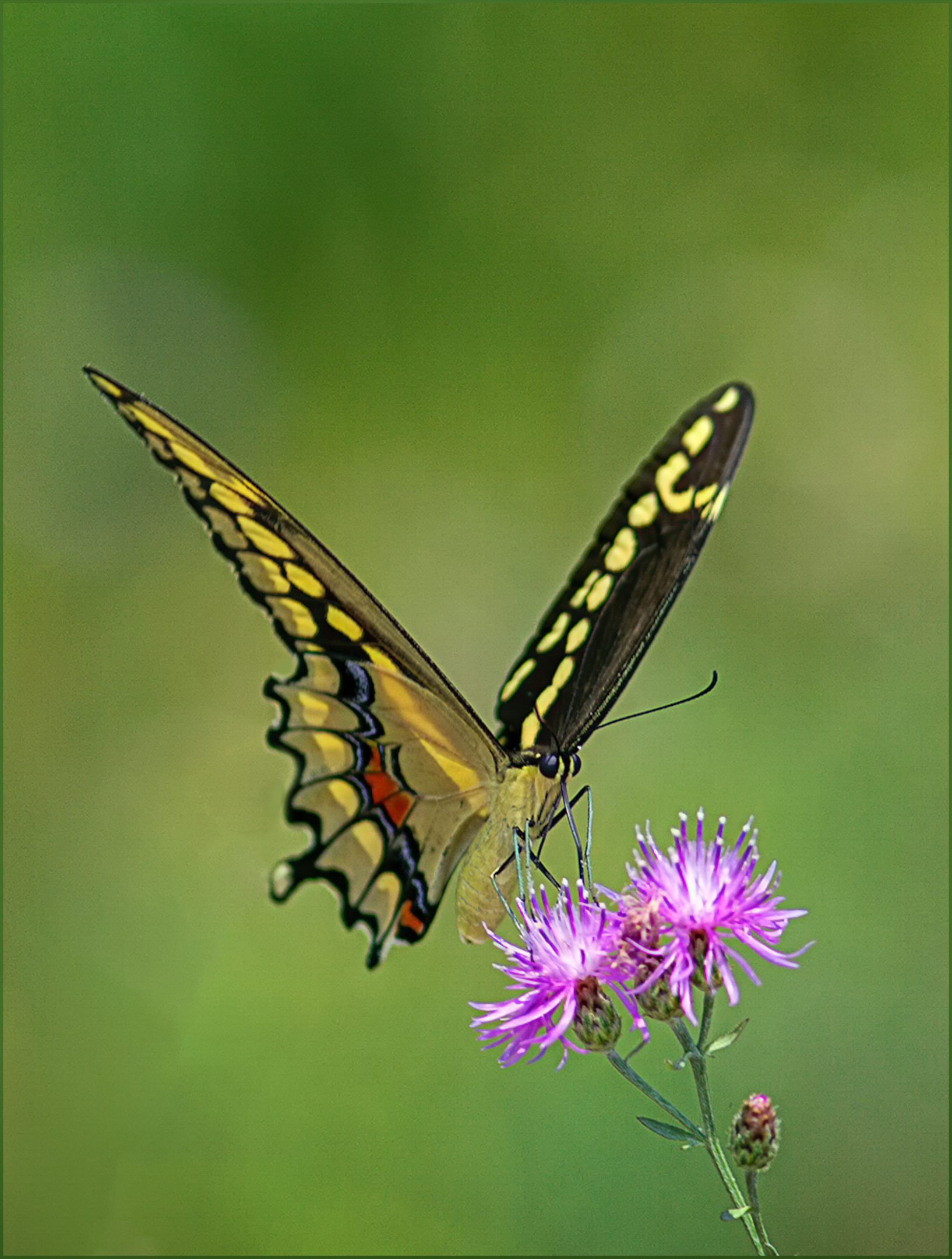 Swallowtail Butterfly....