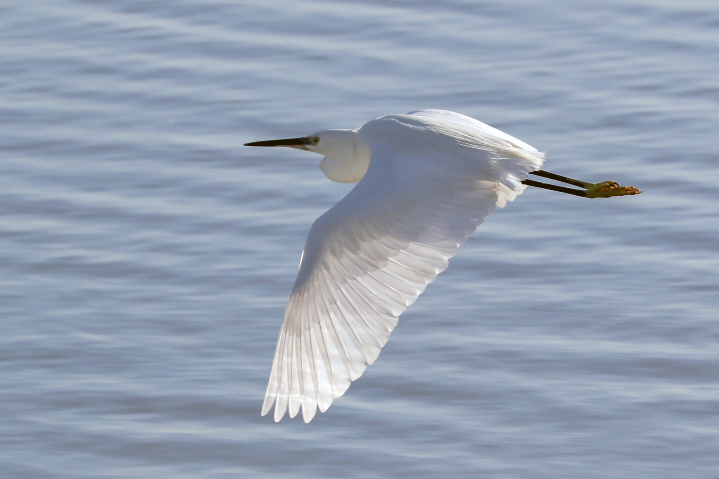 Egret in flight...