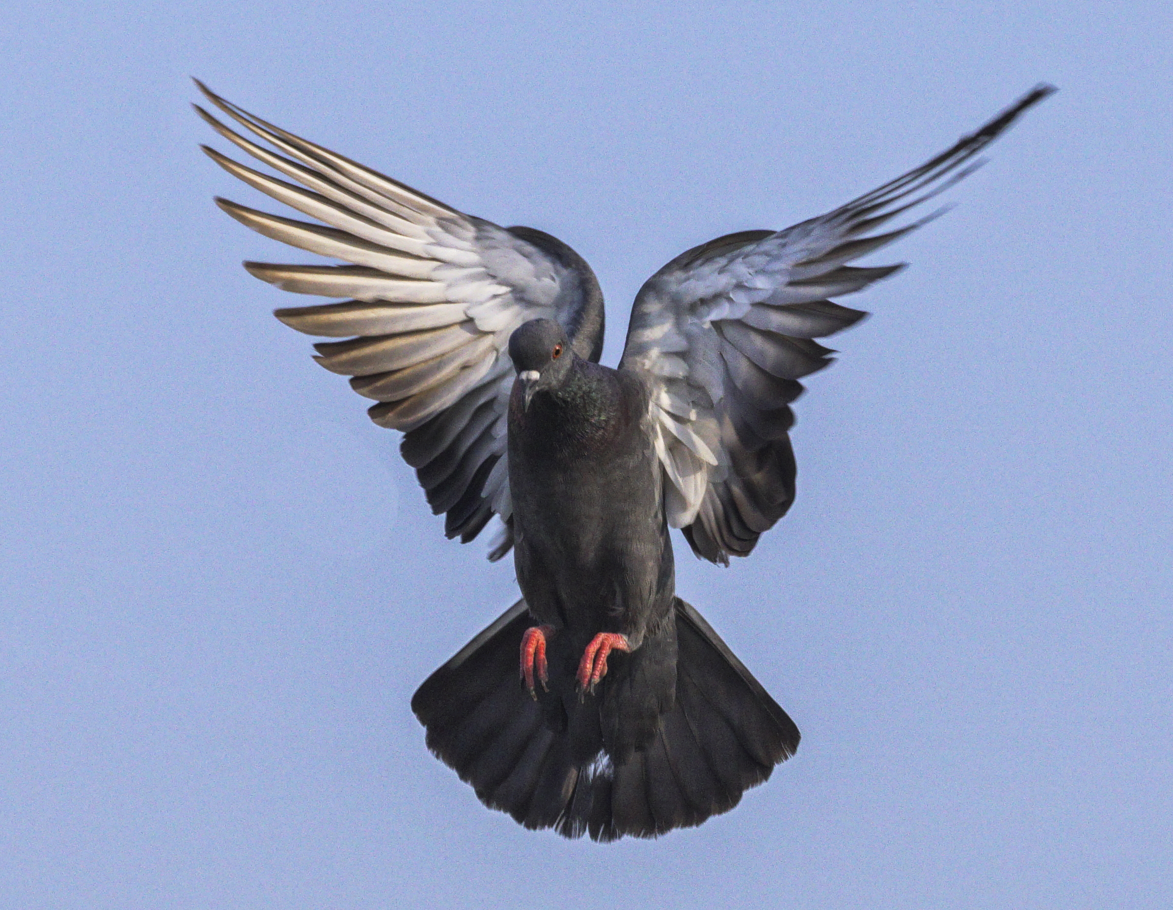 Pigeon in Flight...