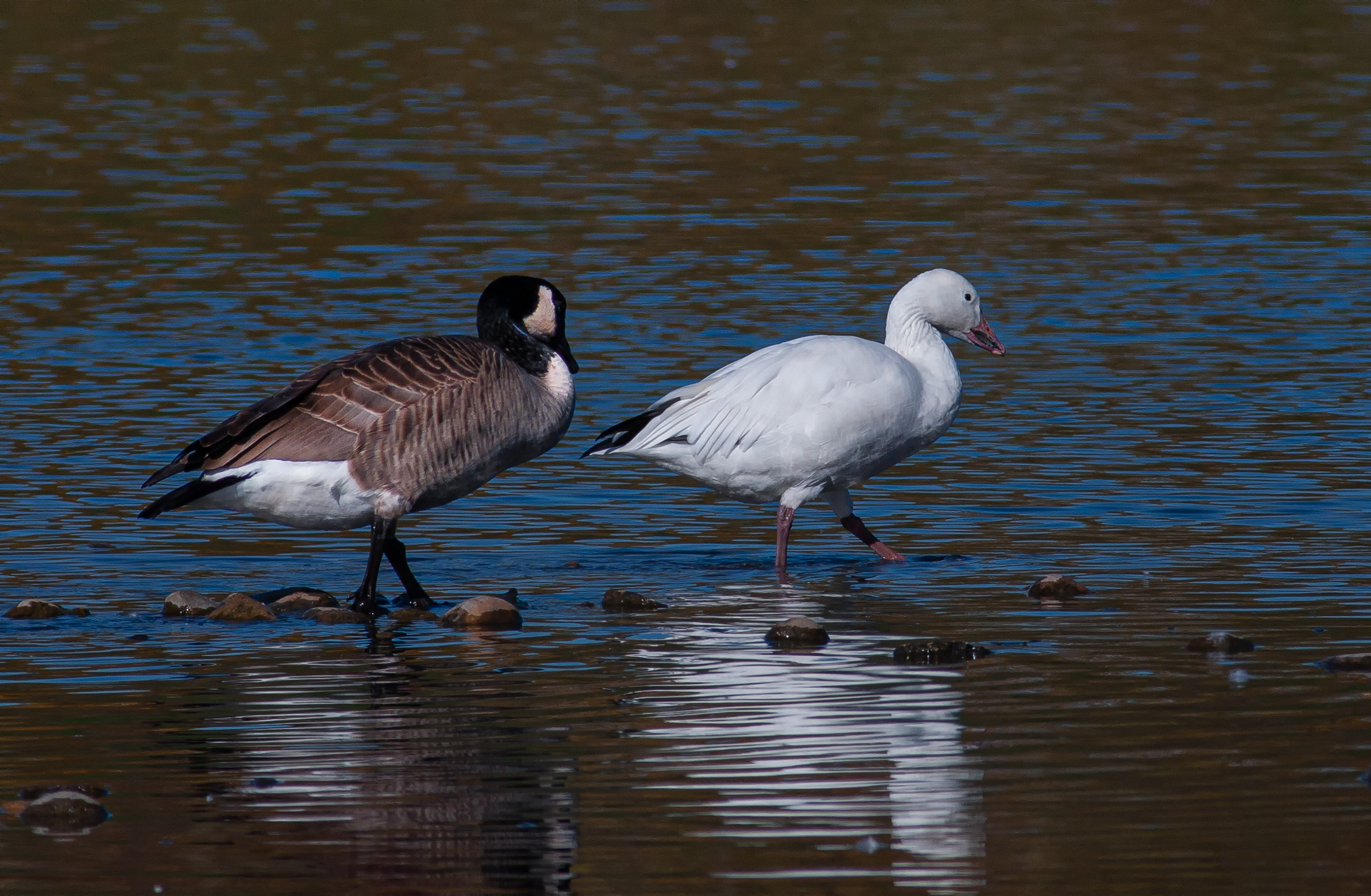 Canadian Goose chasing a Snow Goose....