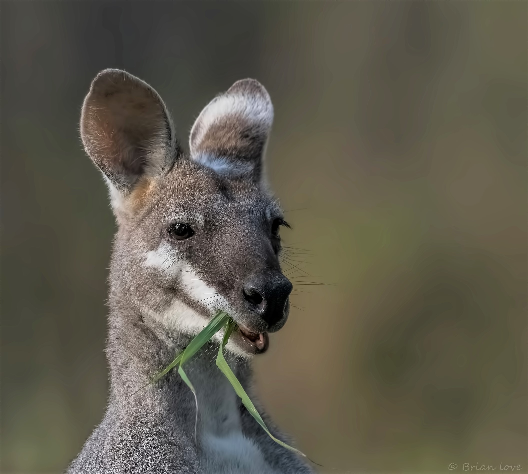 Whiptail wallaby (Macropus parryi)...