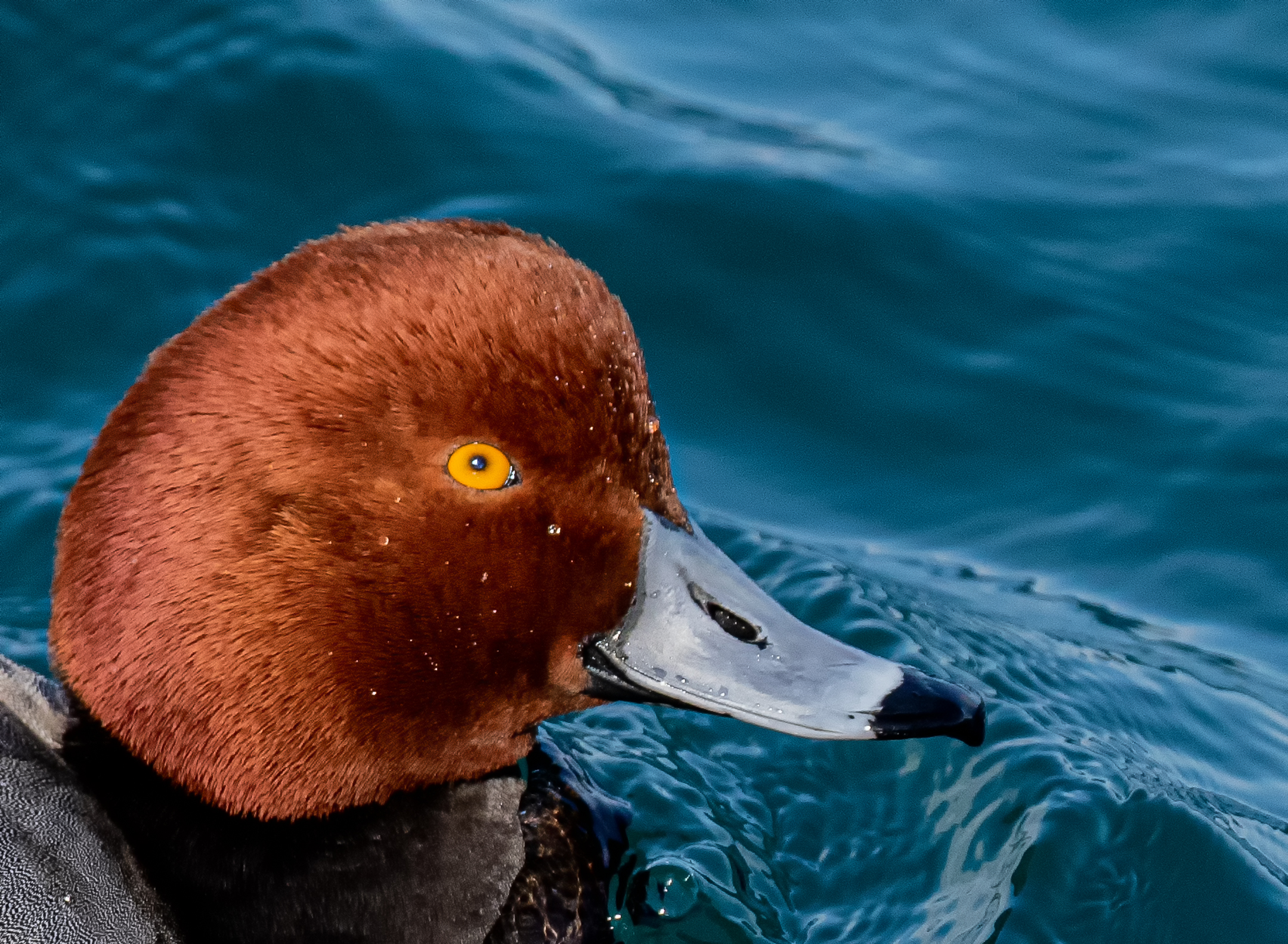 Portrait of a "Red Head Duck'....