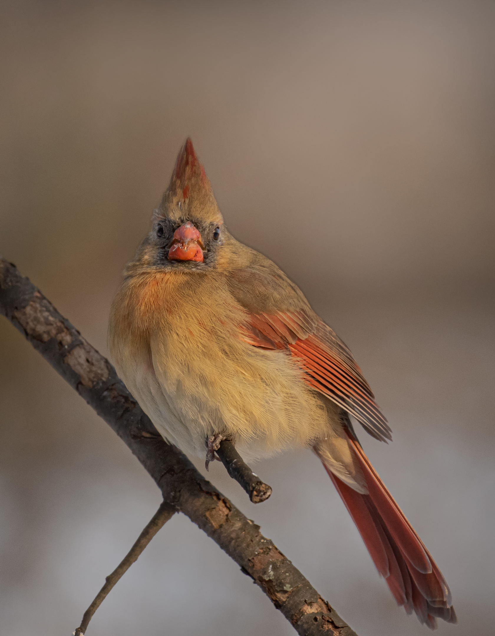 Northern Female Cardinal....
