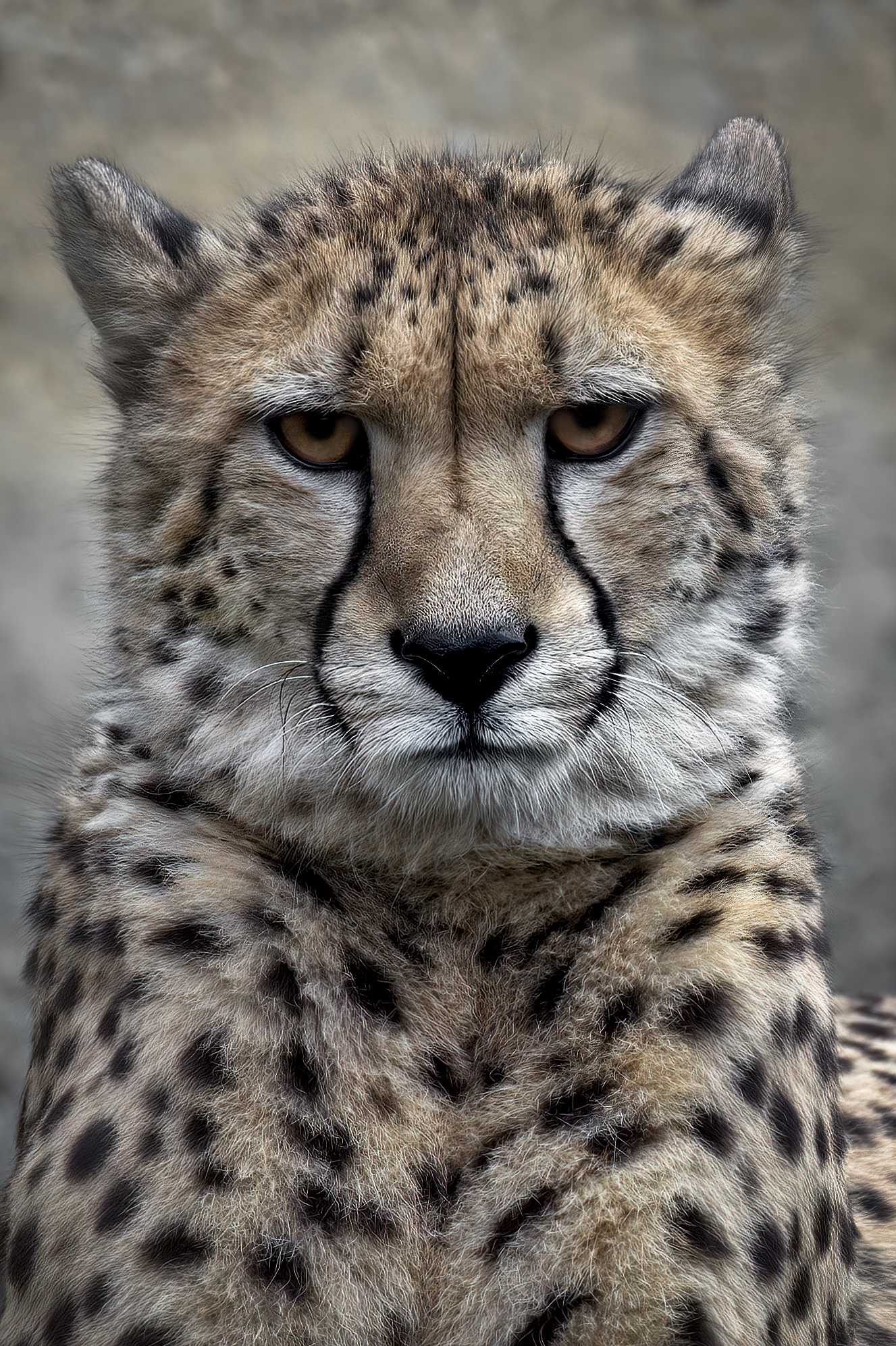 Gepard ...