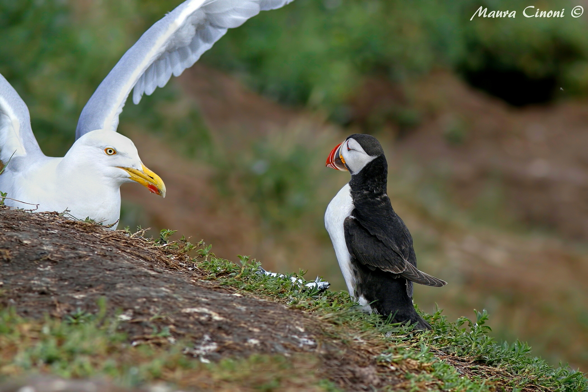 Puffin vs. Royal Seagull: The Fish Defense. ...