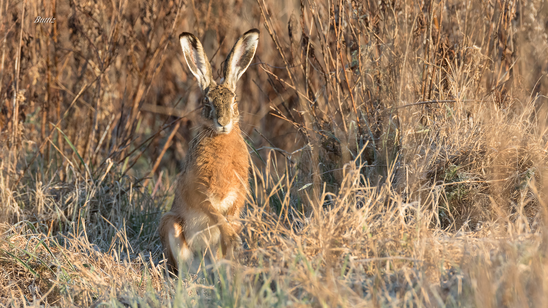 Common Hare at Dawn...