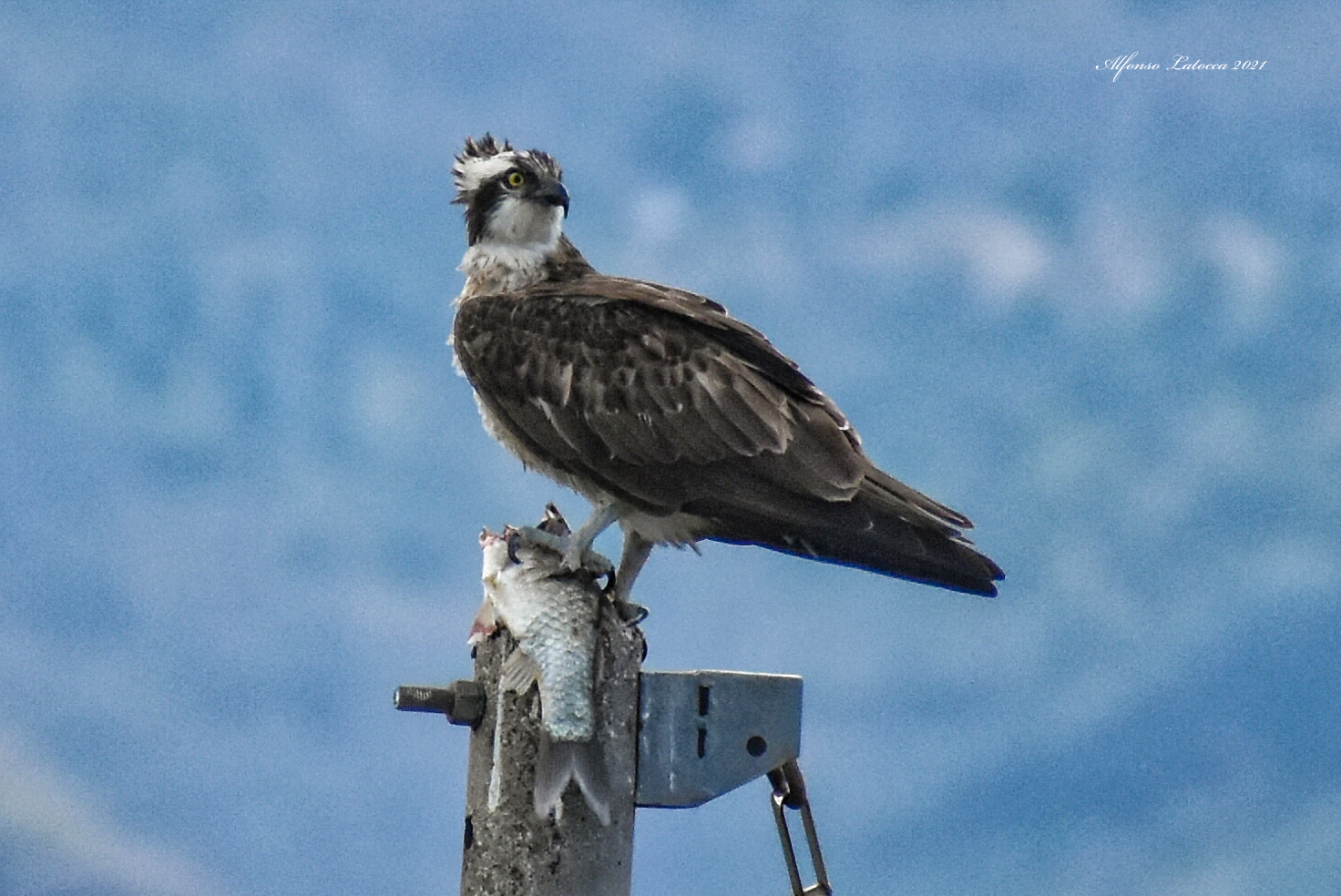 The Osprey Snack ...