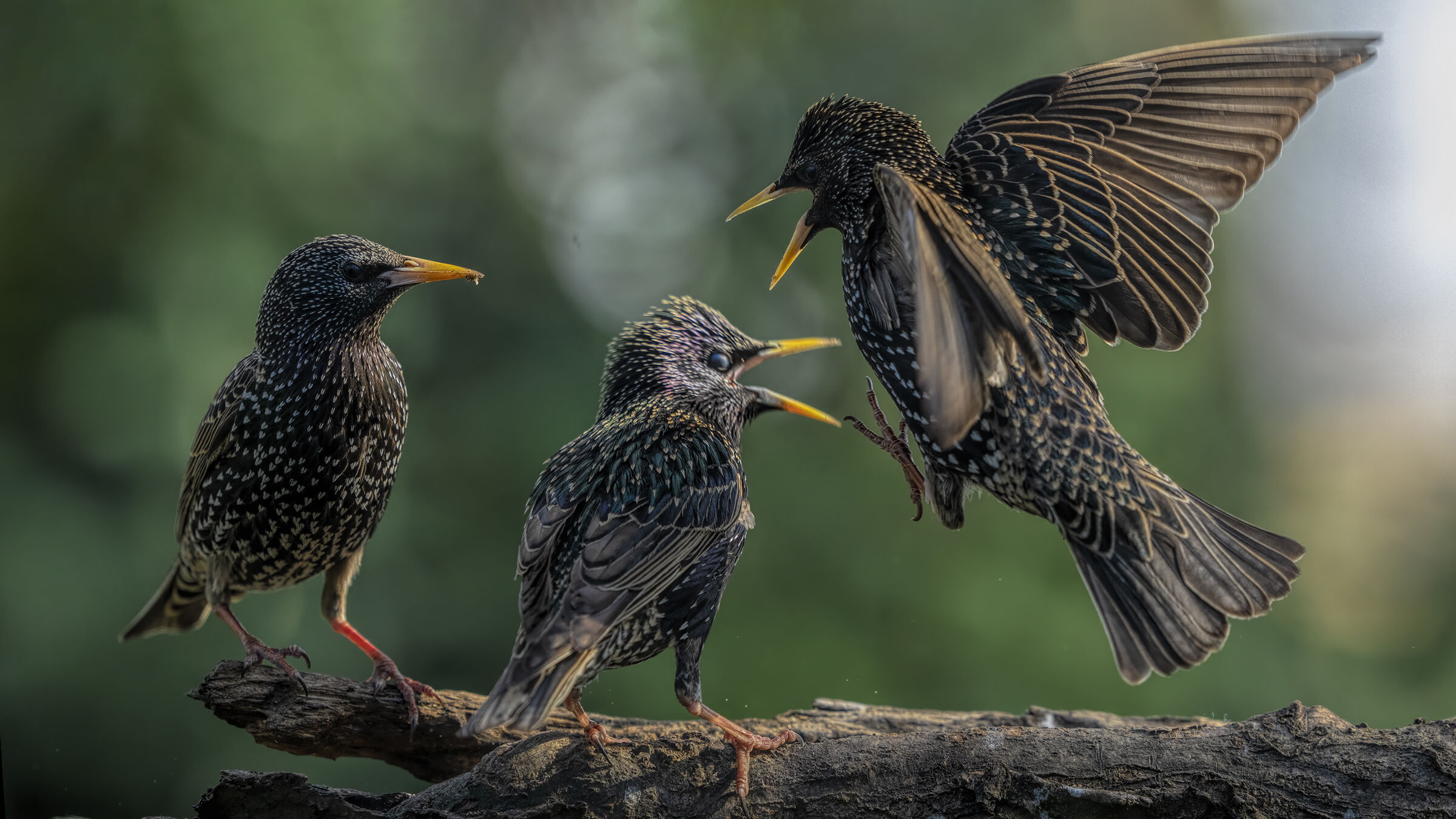 starlings in battle massumatico photo shed...