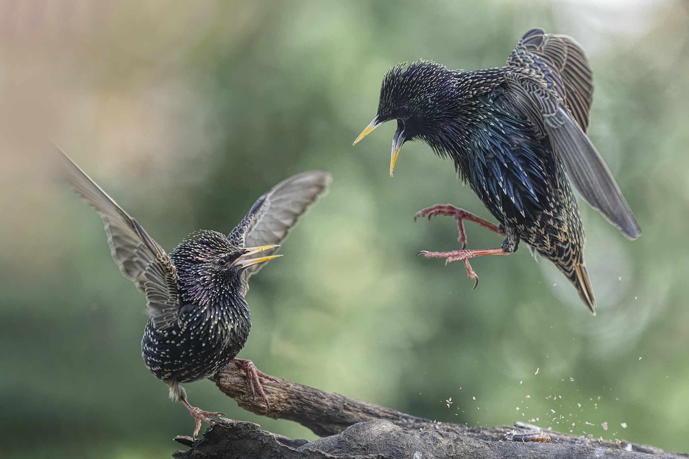 starlings in battle massumatico photo shed...