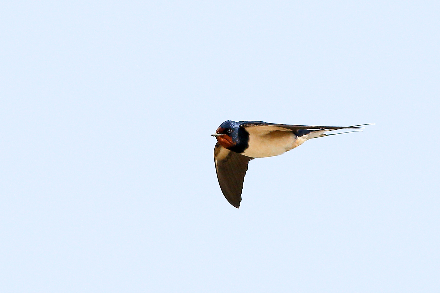 Swallows are too fast for me ...