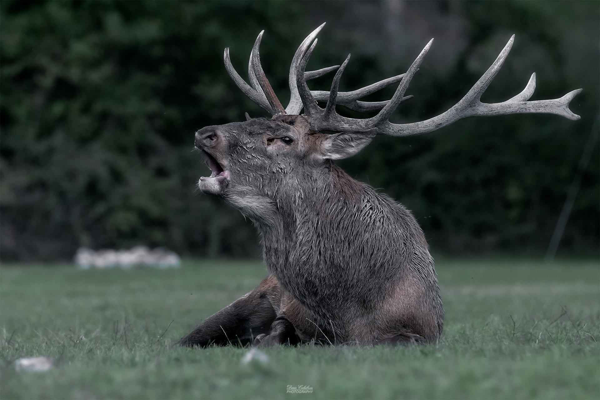 Big stag, big antlers...