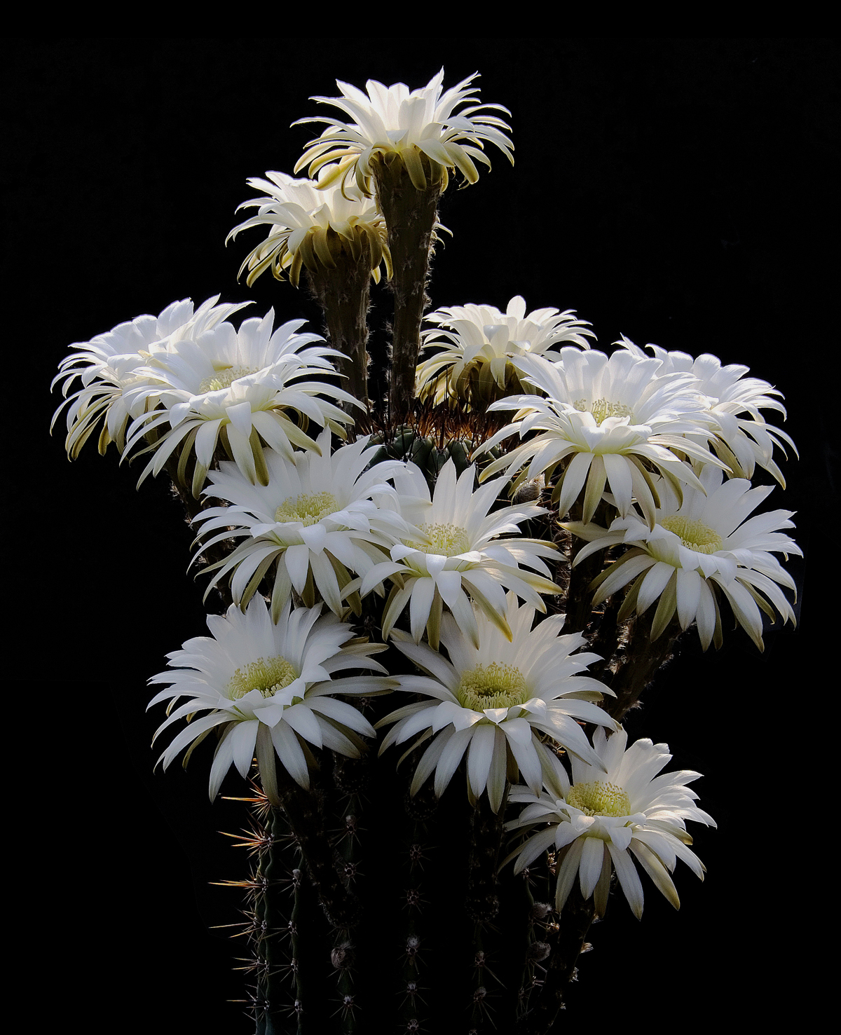 Echinopsis minuana...