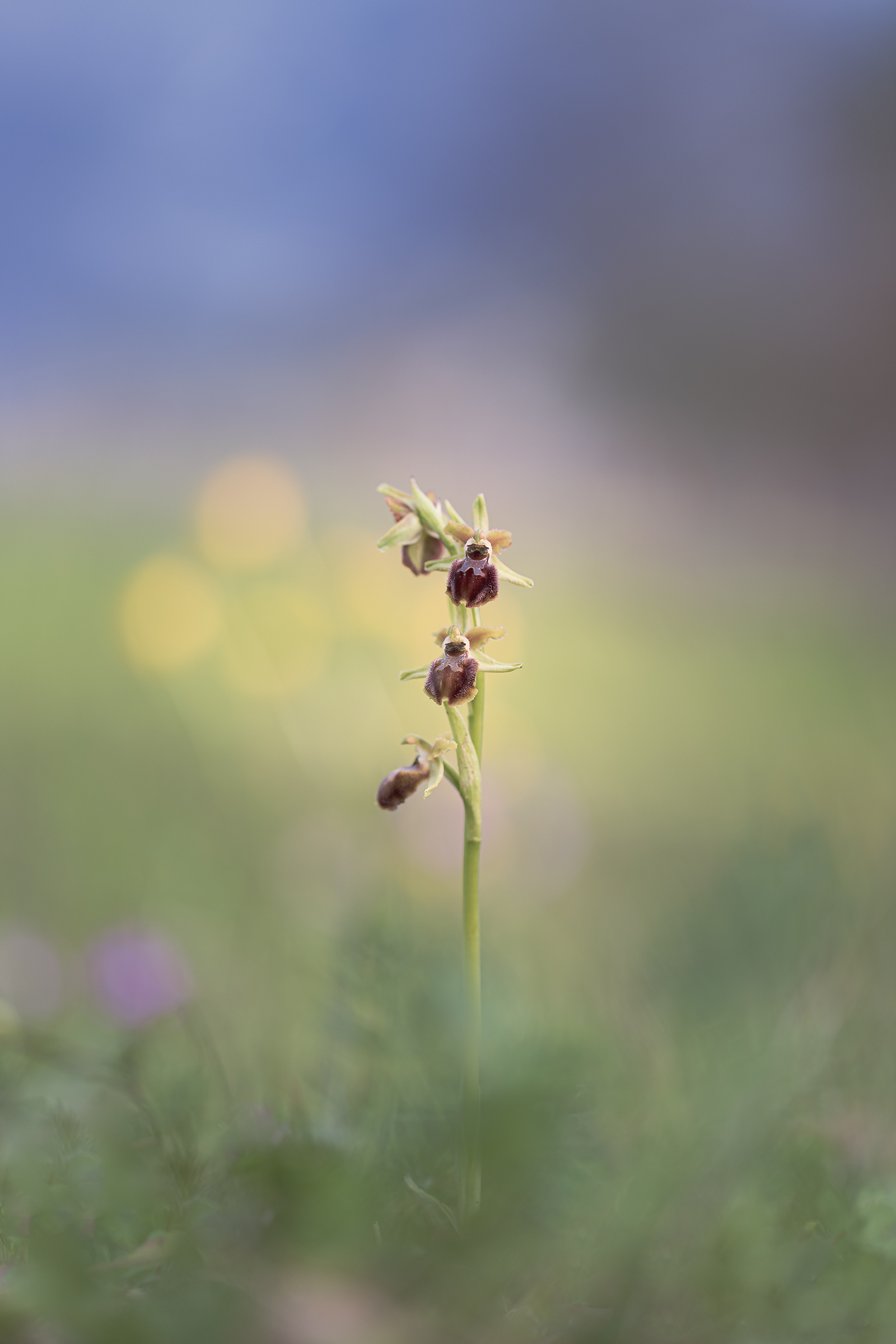 Ophrys spheogodes...