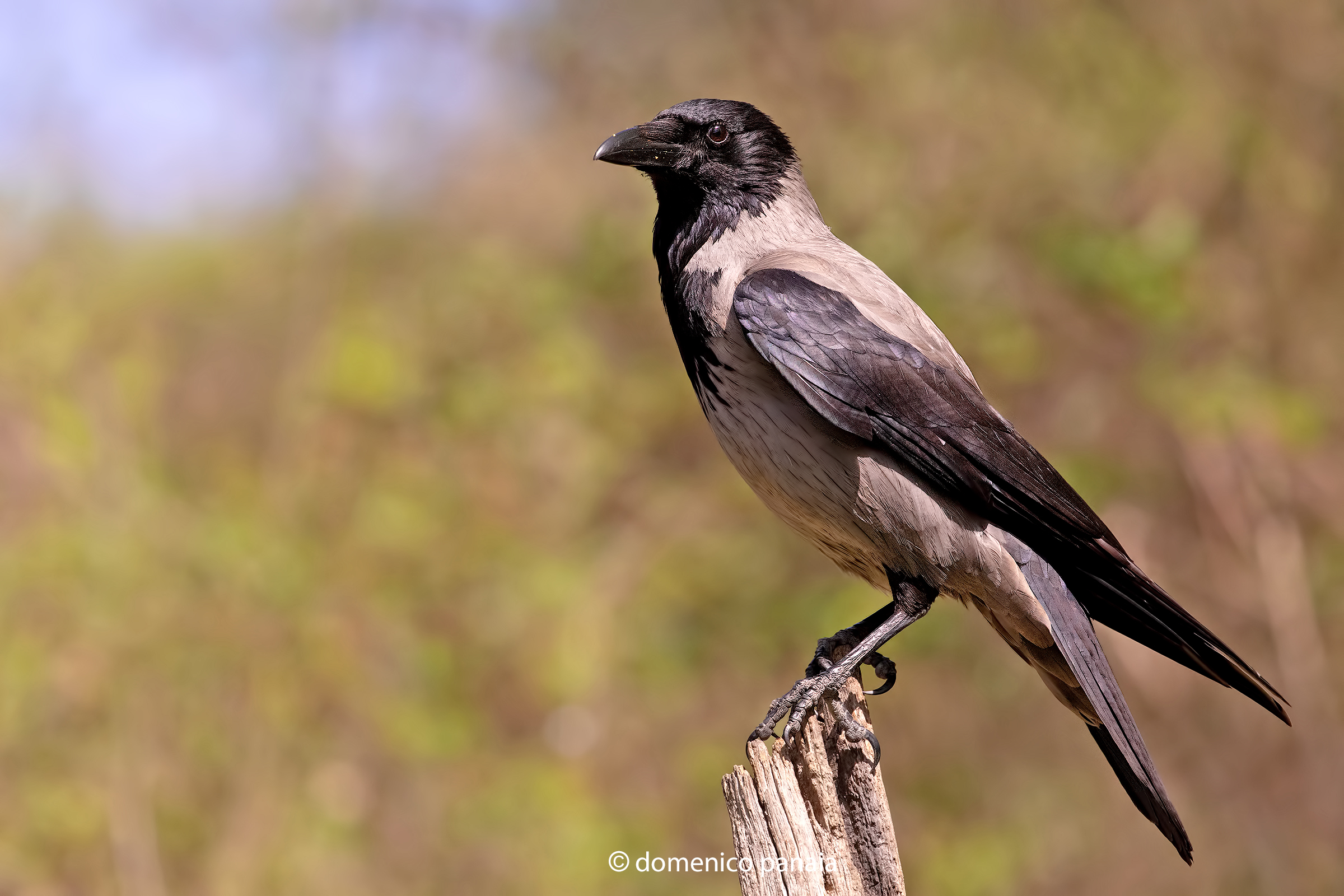 crow ...