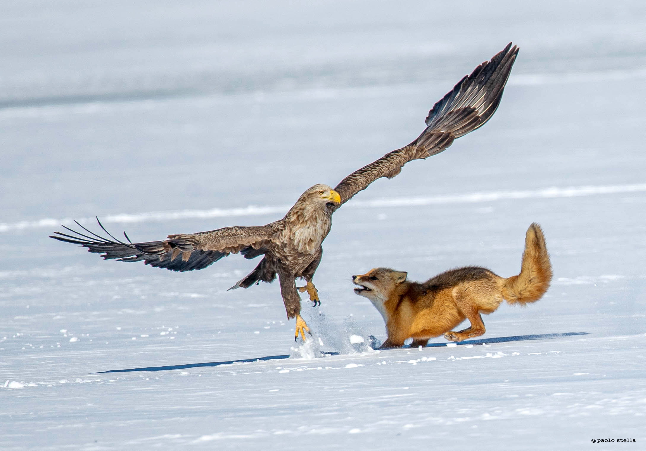 Sea Eagle and the Fox...