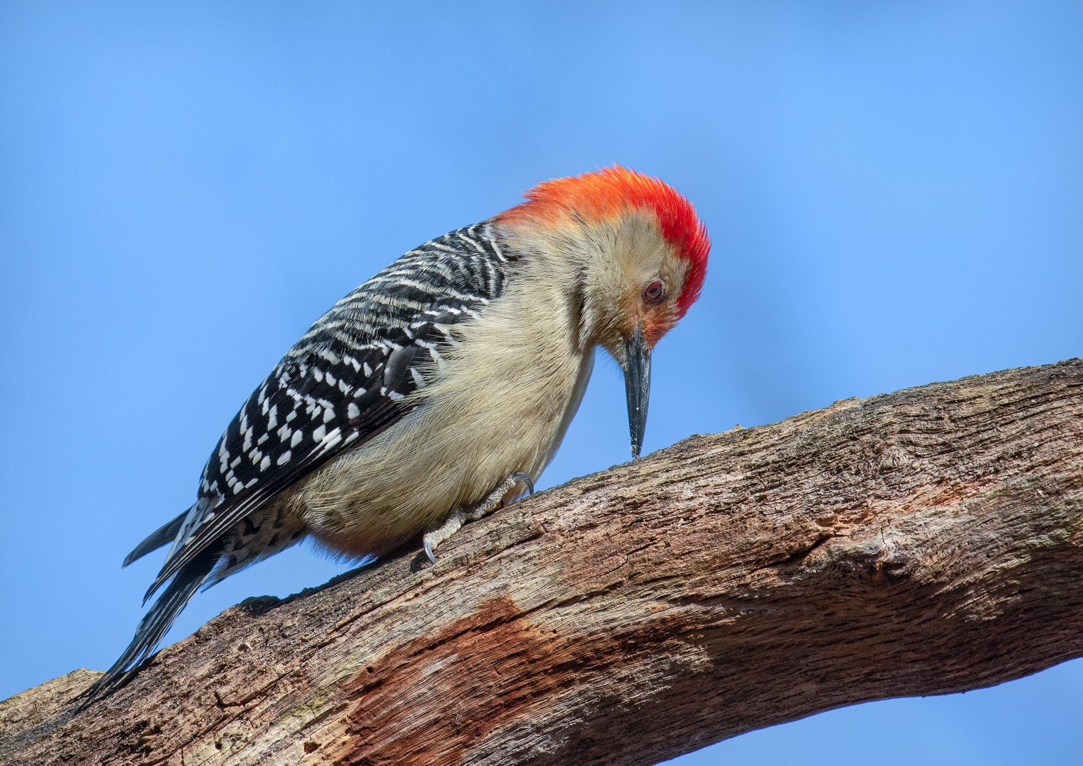 Red-Bellied Woodpecker....